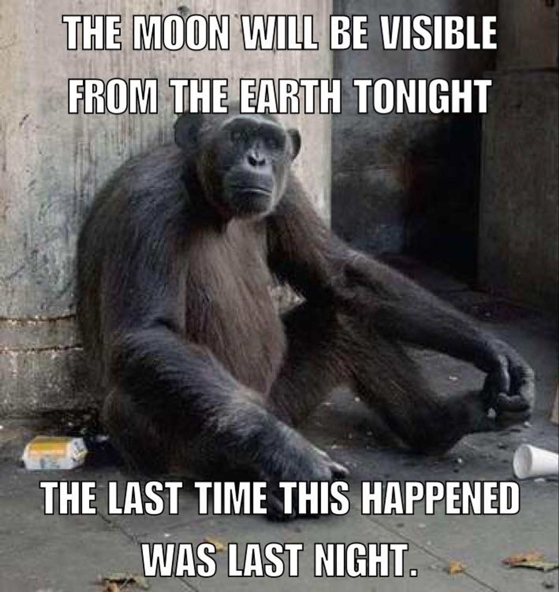 The image features a chimpanzee sitting on the ground with a somewhat tired or unimpressed expression. There are some discarded items around it, like a cup and possibly litter. The image is overlaid with text in bold white capital letters, placed at the top and bottom, which reads:  "THE MOON WILL BE VISIBLE FROM THE EARTH TONIGHT. THE LAST TIME THIS HAPPENED WAS LAST NIGHT."