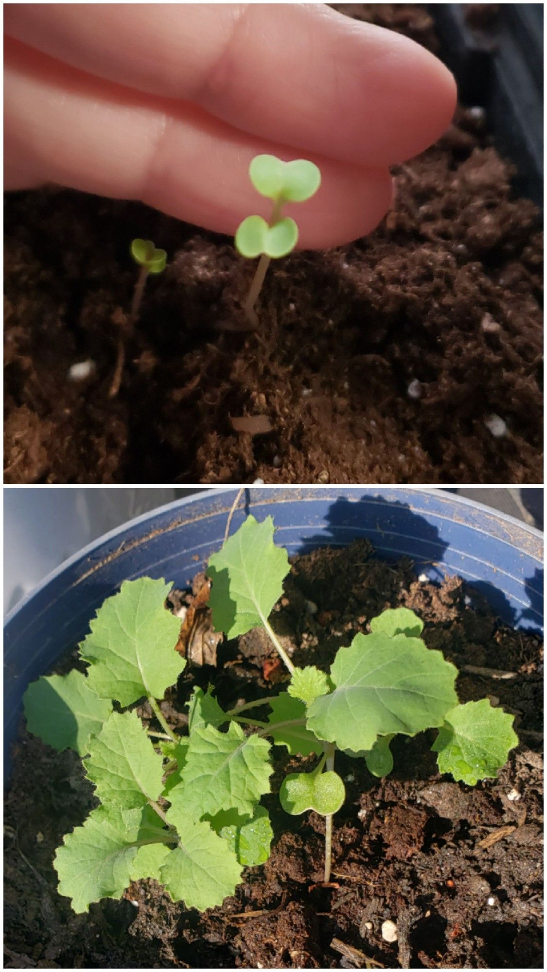 Siberian dwarf kale under grow lights until sprout then 4+ hours natural sun daily. 30 day growth cycle before and after.