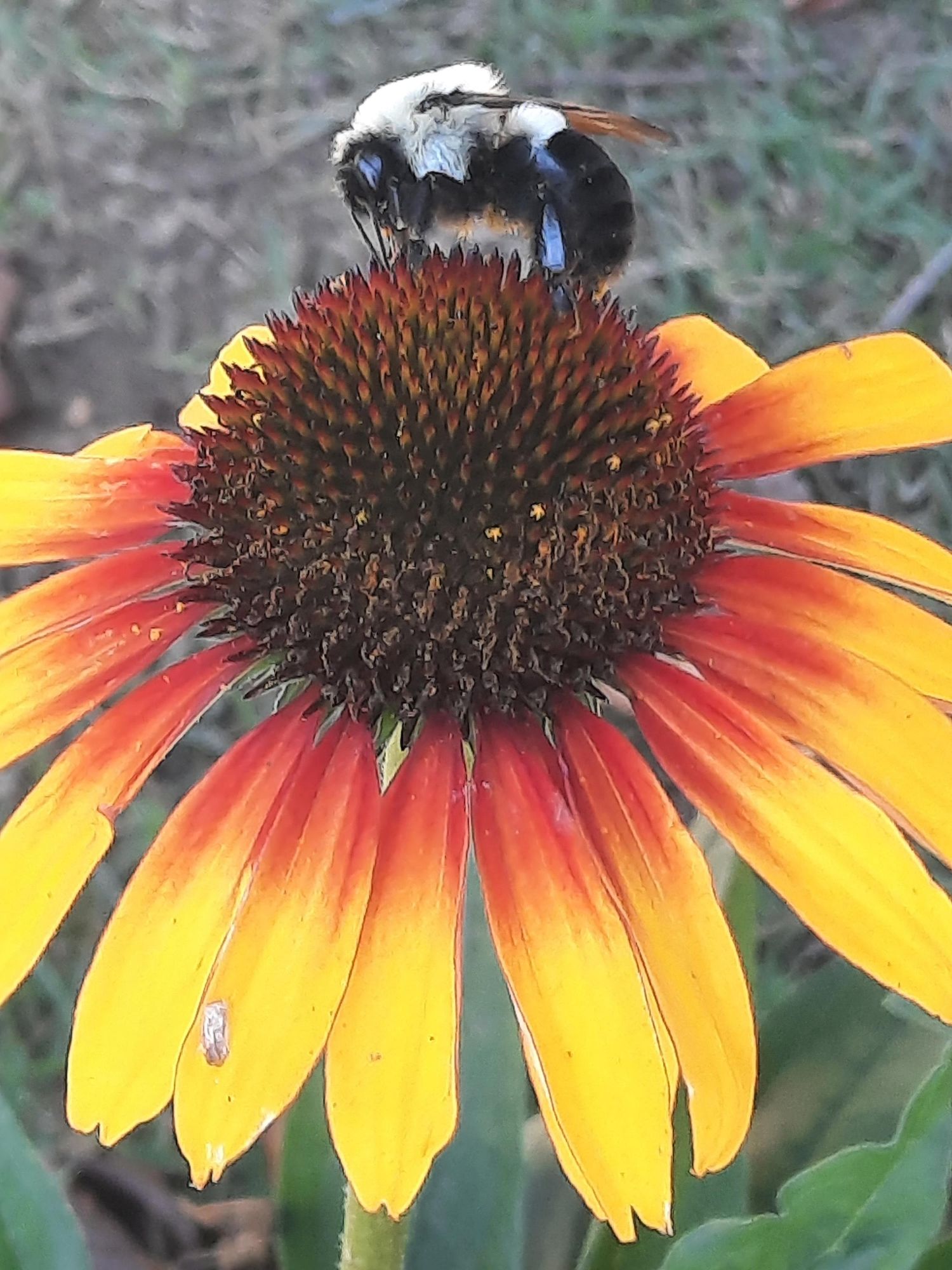 Parrot echinacea