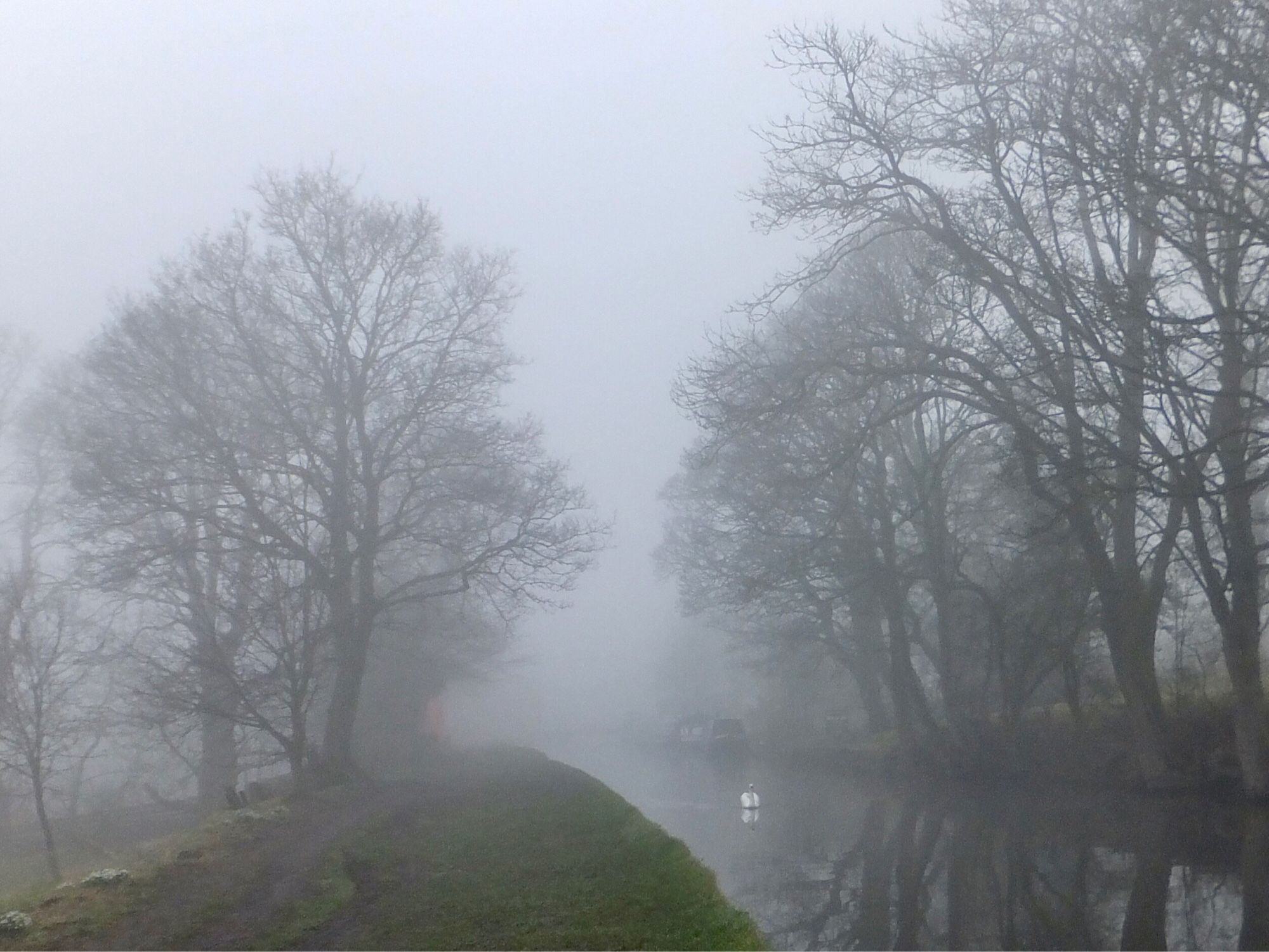 Mist over the canal with a Narrowboat in the background and a swan emerging into view