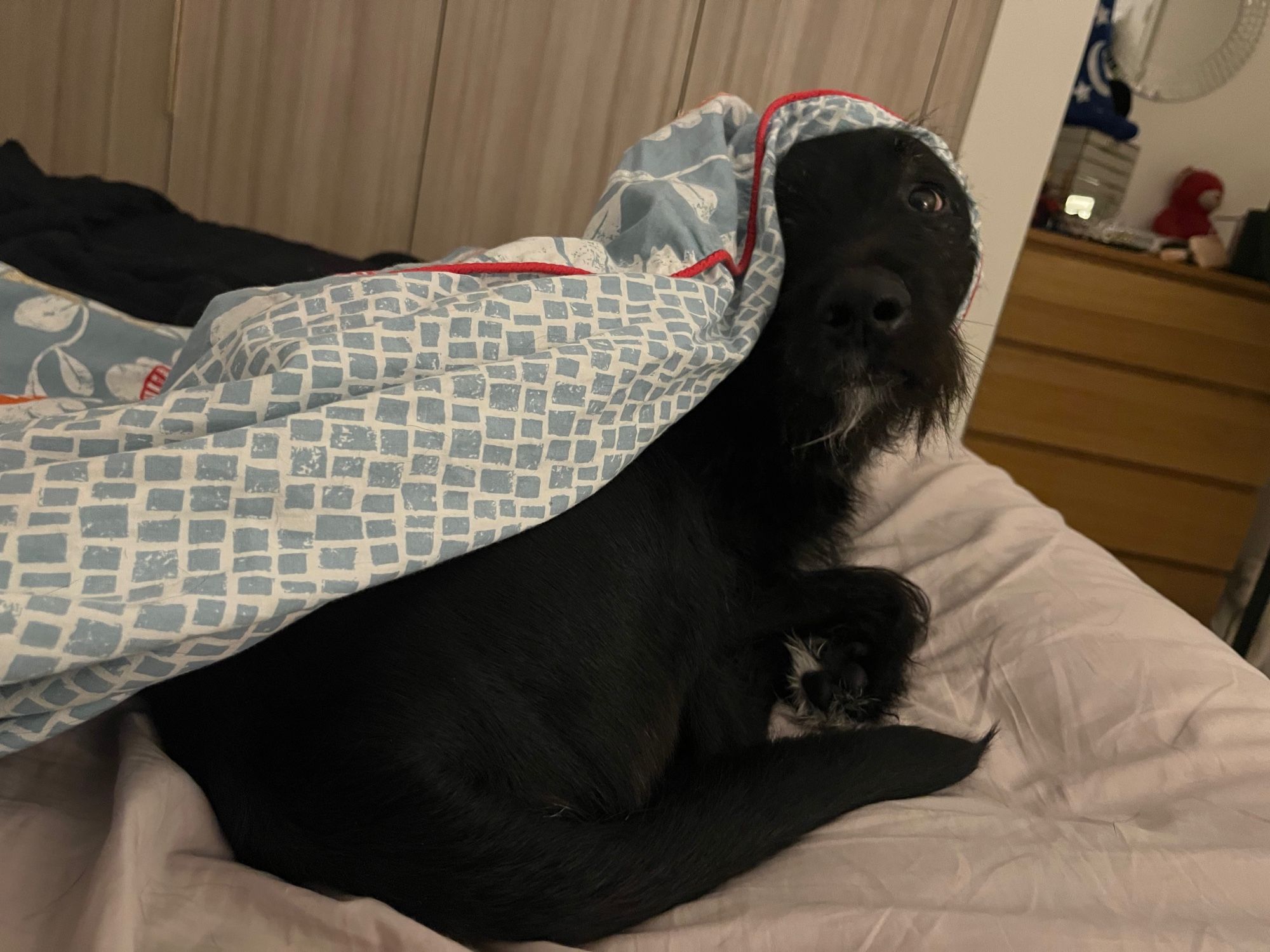 Adorable black dog with a little white chin is on a bed half under the sheets