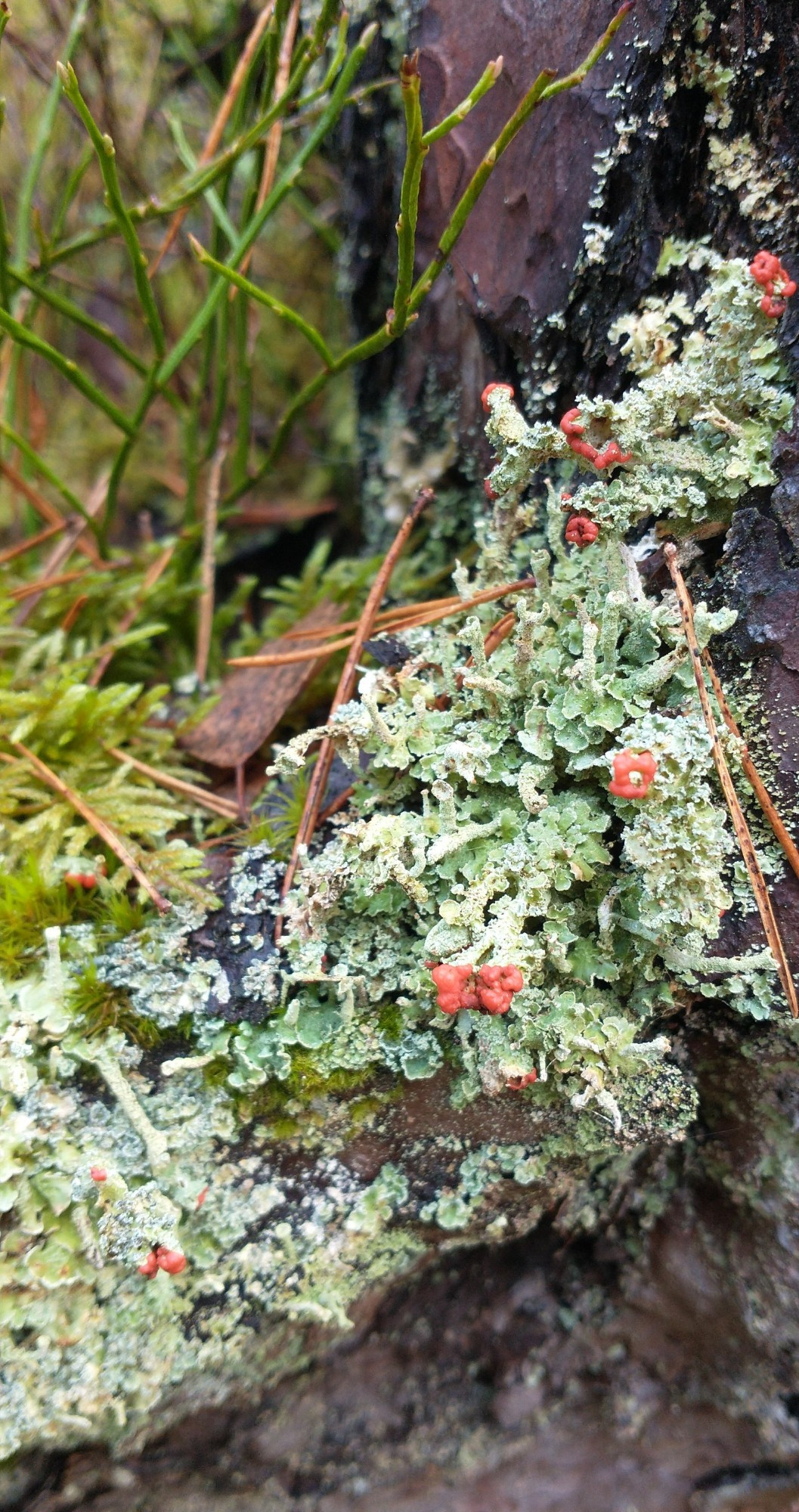 A "British soldiers"-type Cladonia lichen on a pine stump. It is pale green with a few bright red sporing tips.