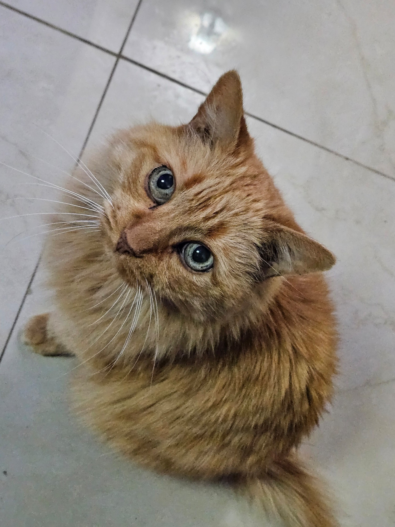 An orange tabby cat named Pumpkin looking directly at the camera