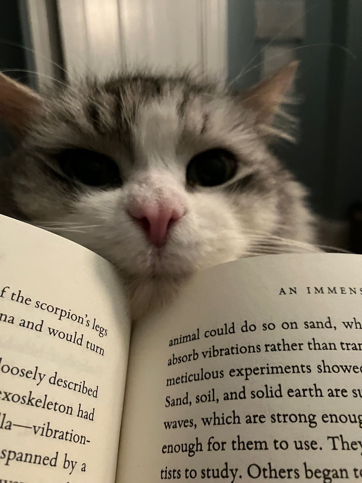 A cat peers over a book because he wants pets