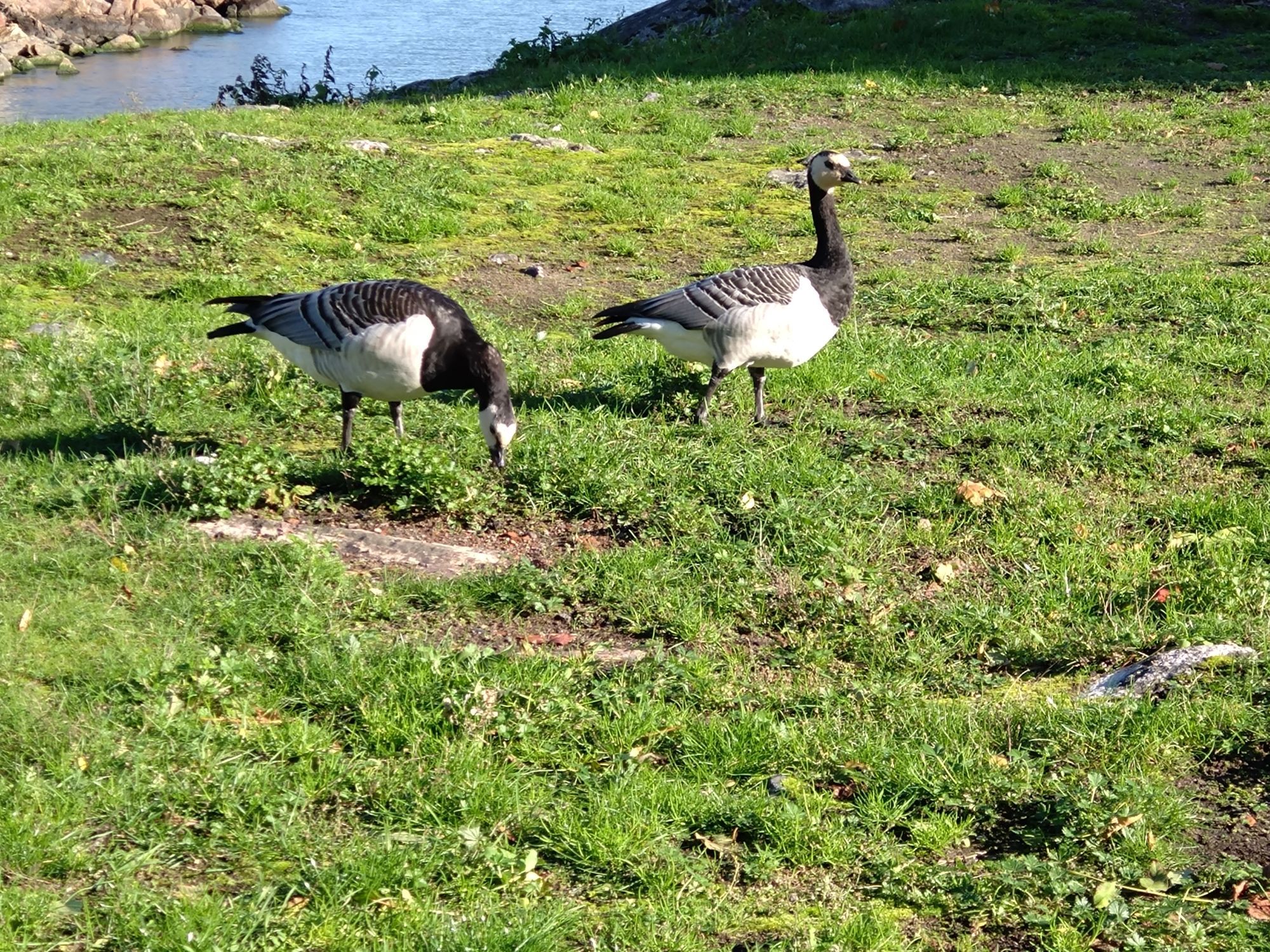 Deux oiseaux (petites oies Bernaches ?) sur de l'herbe verte.