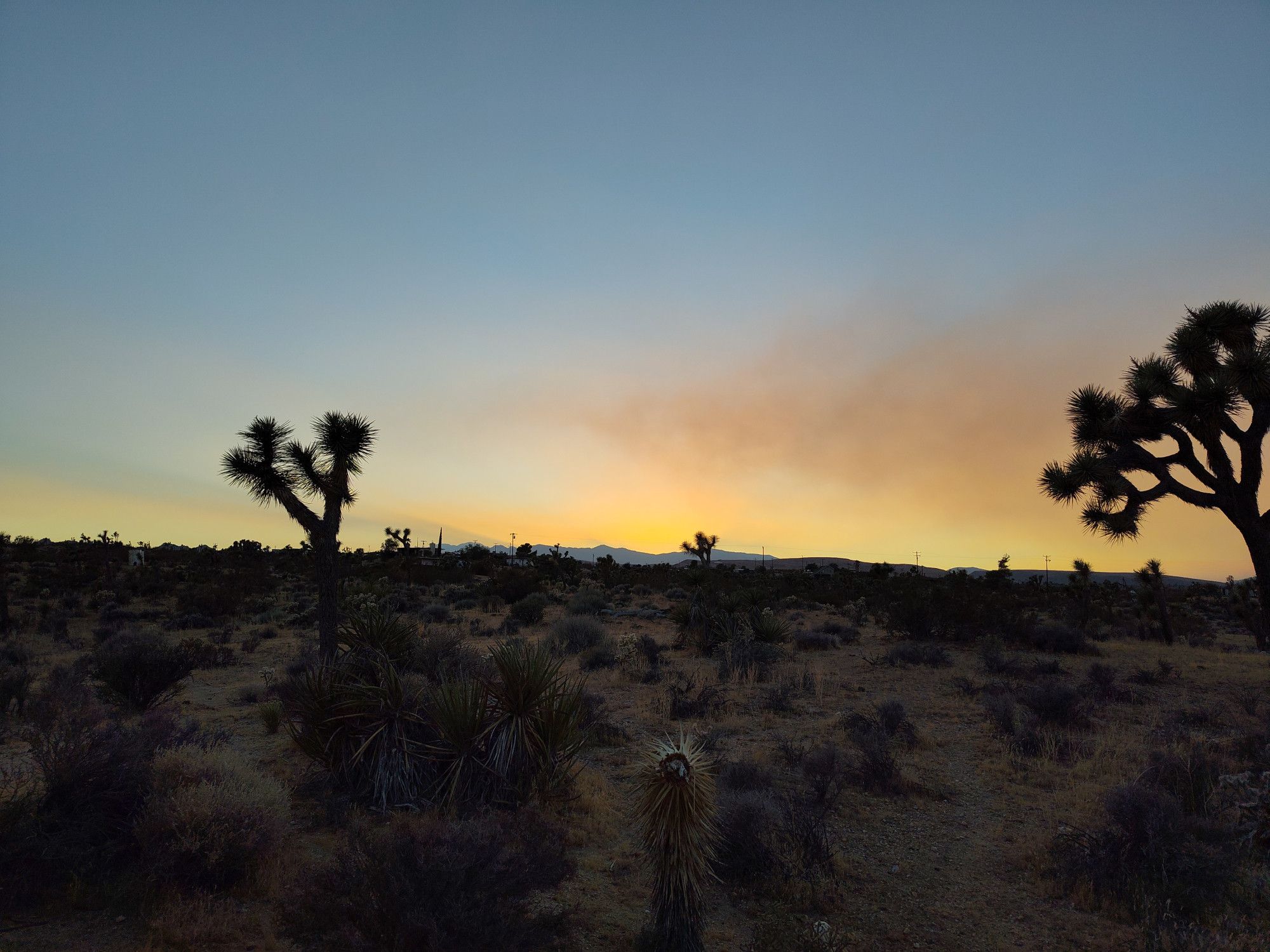 Blue & gold sunset over desert landscape dotted with scrub and joshua trees.