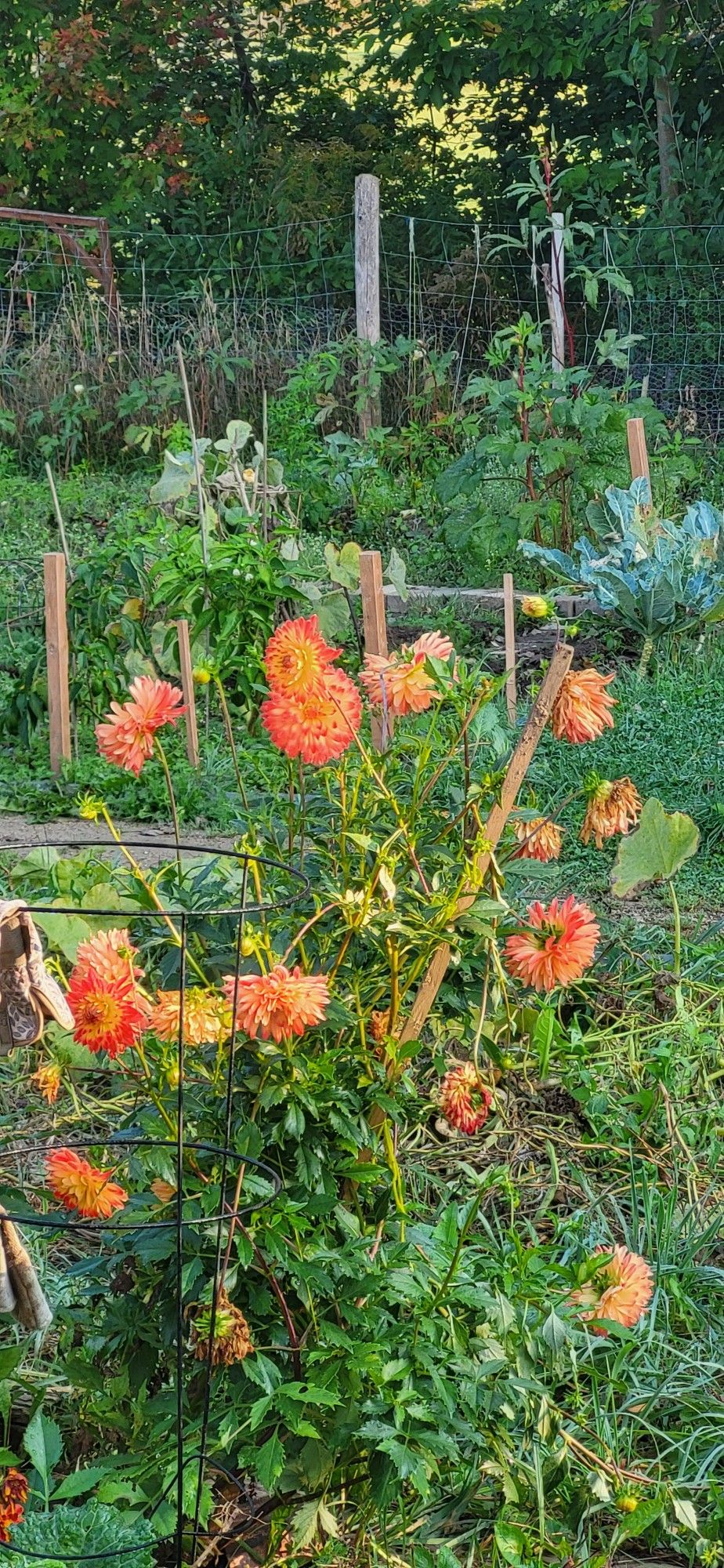 Orange flowers 