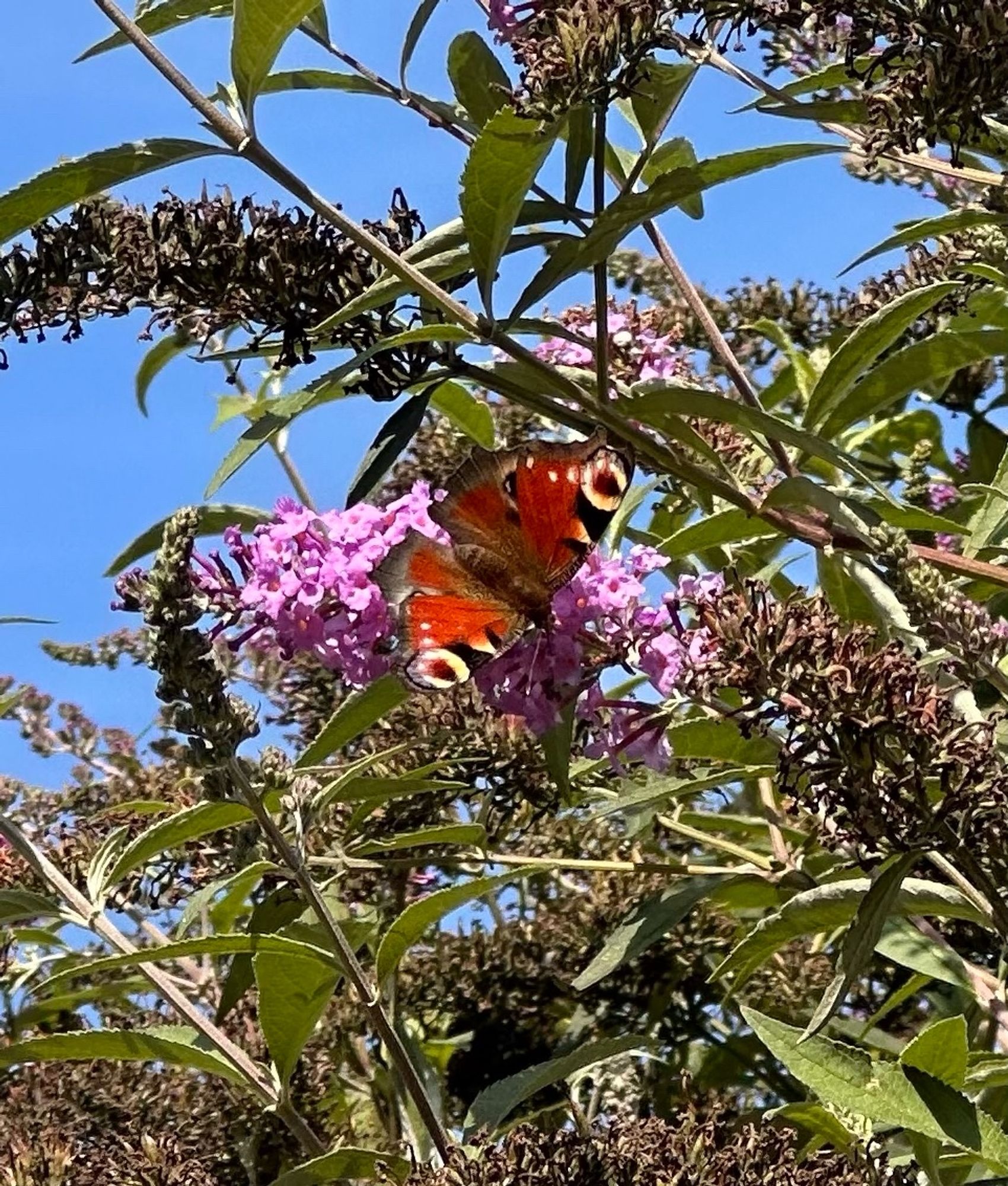 Schmetterling auf lila Sommerflieder.