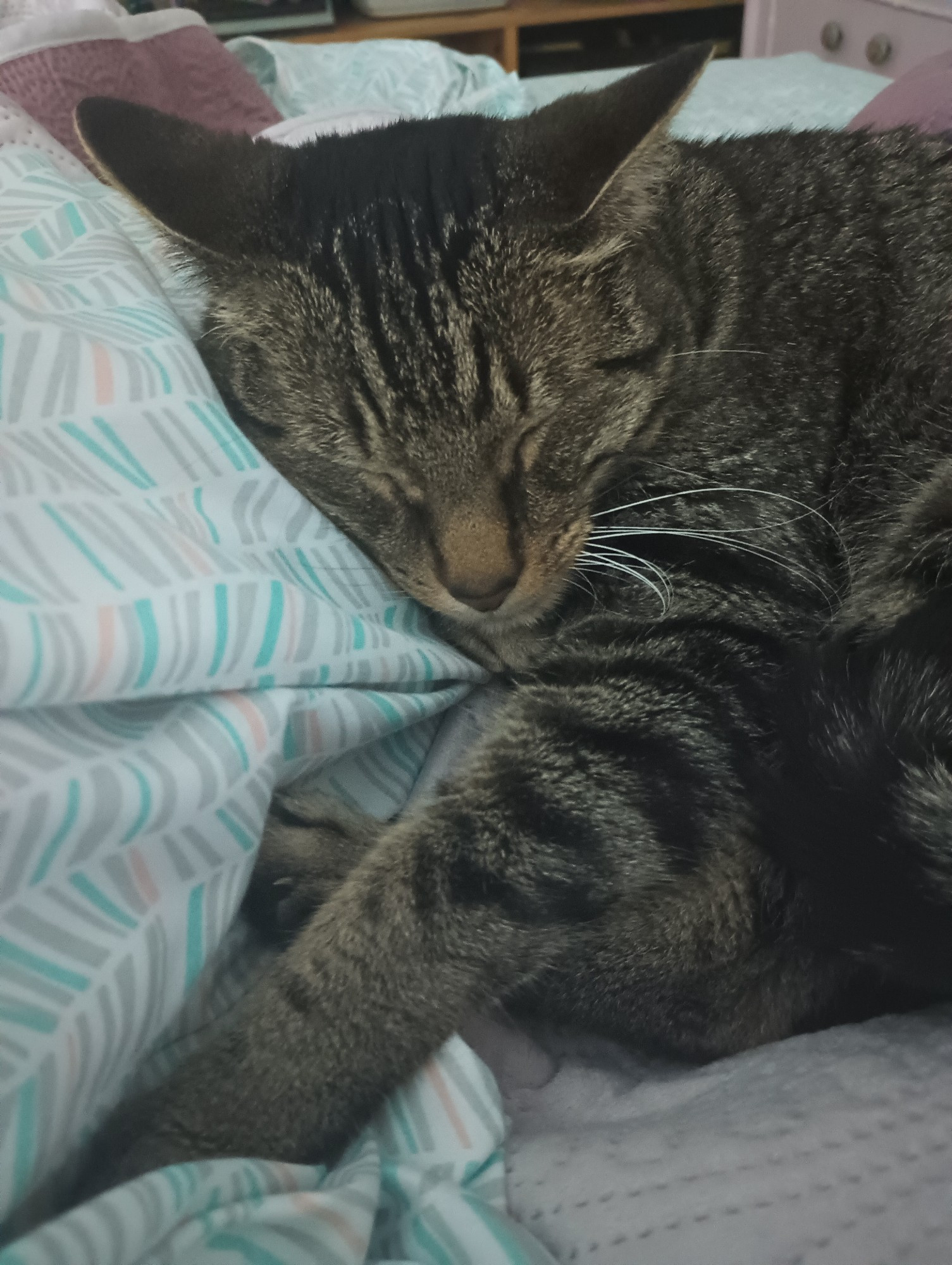 a sleeping brown tabby cat with his face pressed against a blanket and one arm outstretched