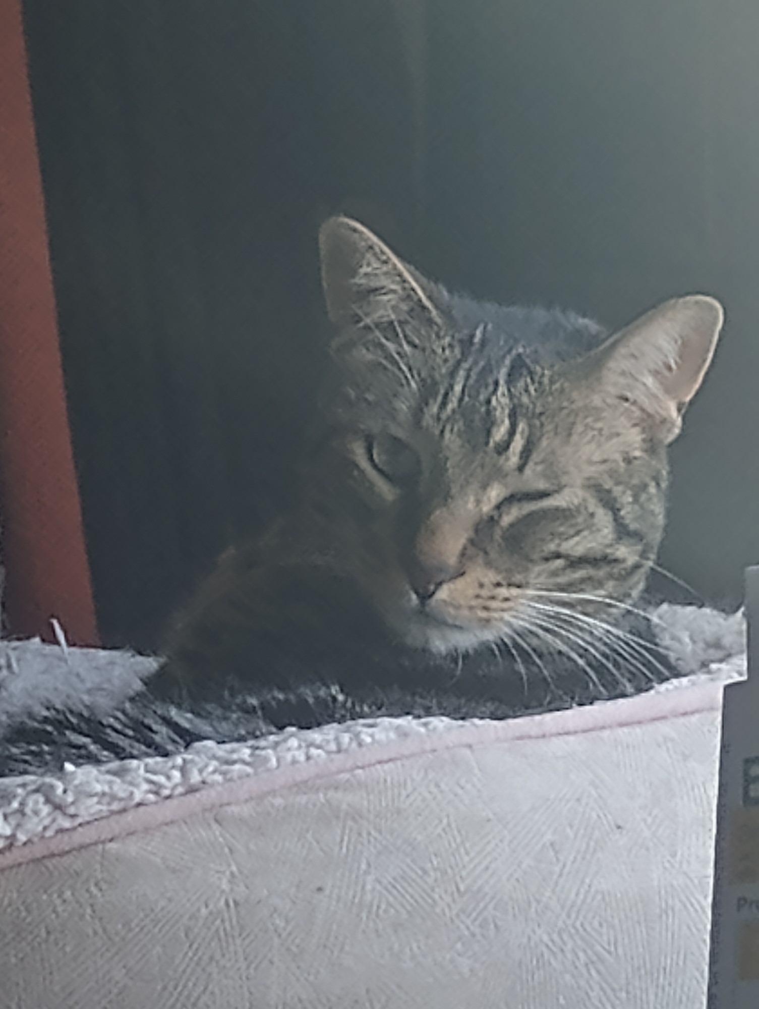 a brown tabby cat laying in a cat bed with only his head showing, one eye closed in a wink