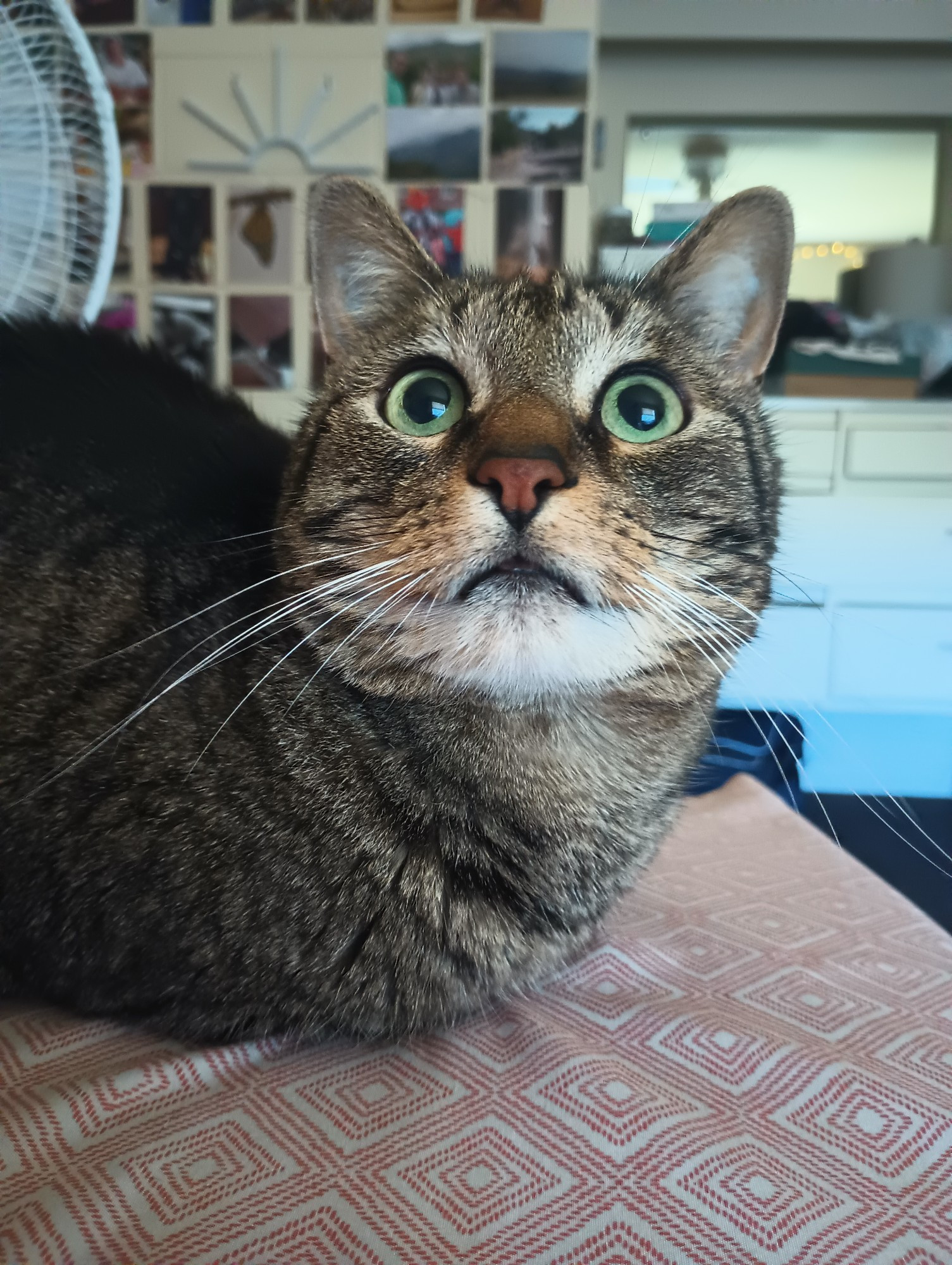 a brown tabby cat laying down in a "loaf" looks up past the camera with big green eyes