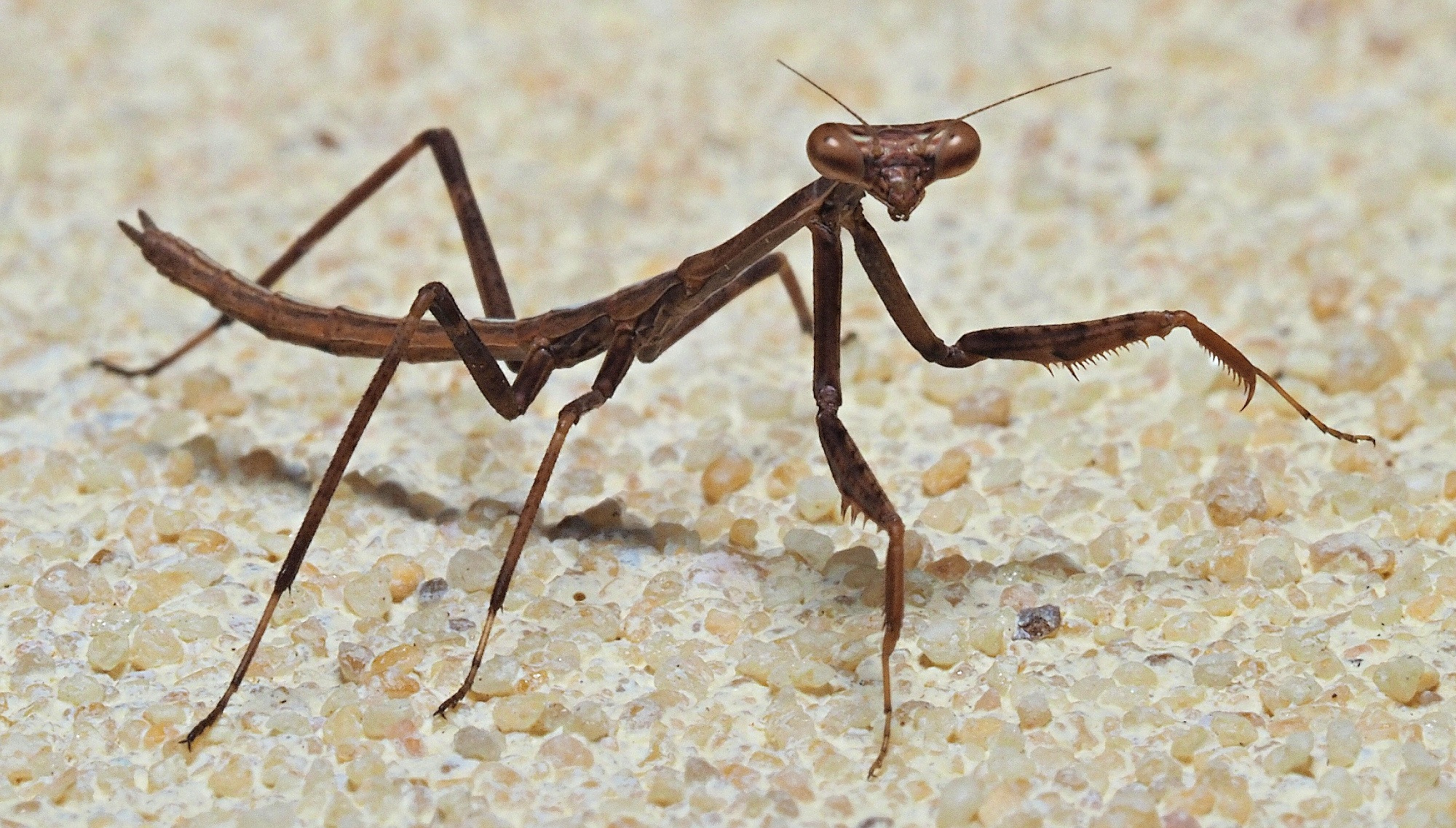 picture of a small praying mantis sitting on a sand coloured wall. The mantic is facing the camera showing its spiky raptorial forelegs