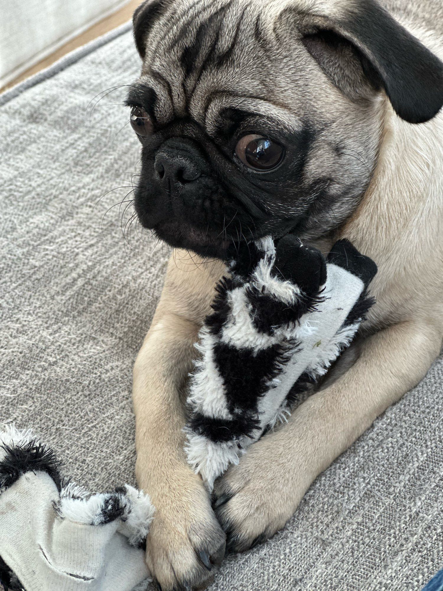 Pug dog chewing a toy