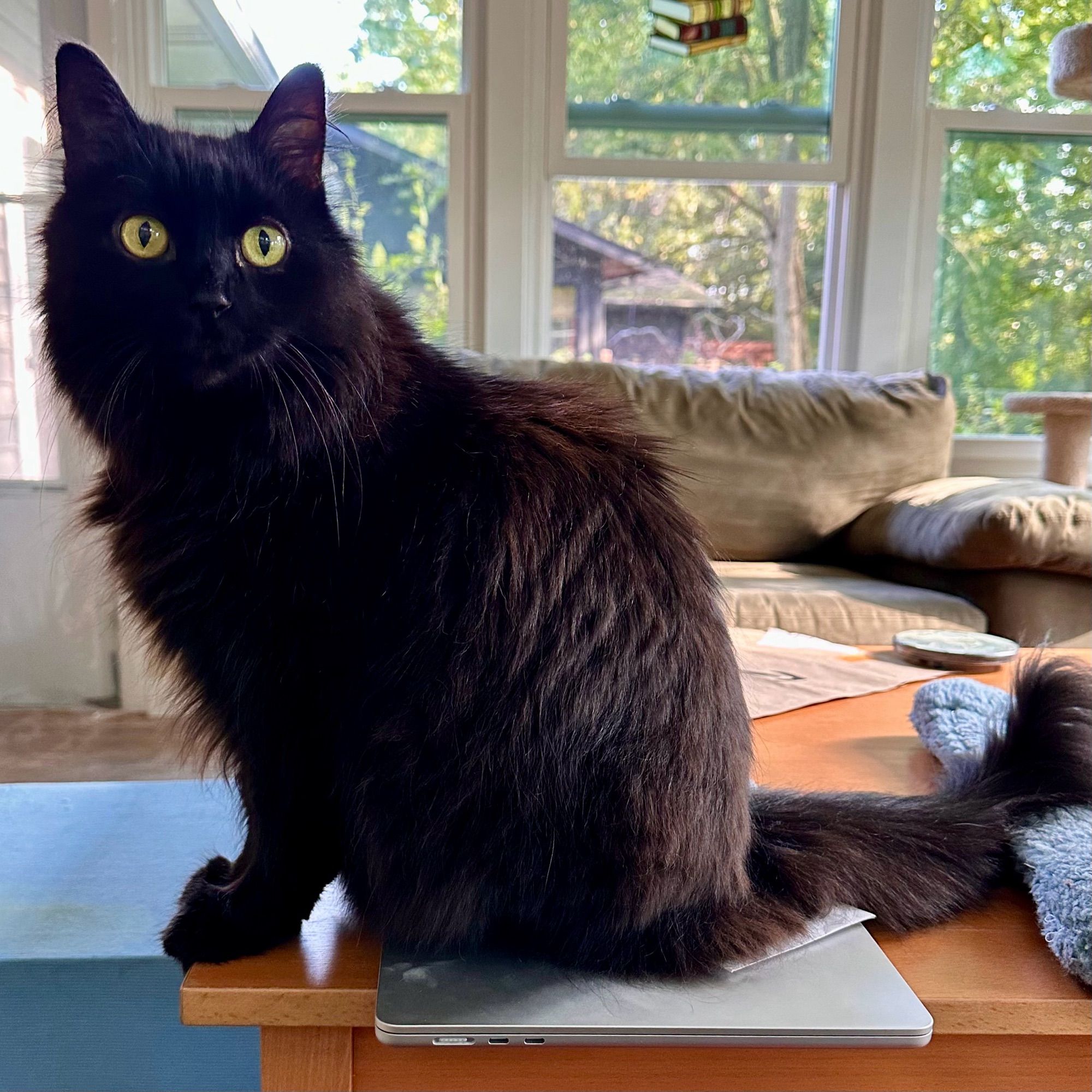 Black cat sitting with front paws on the table top and butt on a closed 23-inch MacBook Air running macOS Sonoma ver 14.5