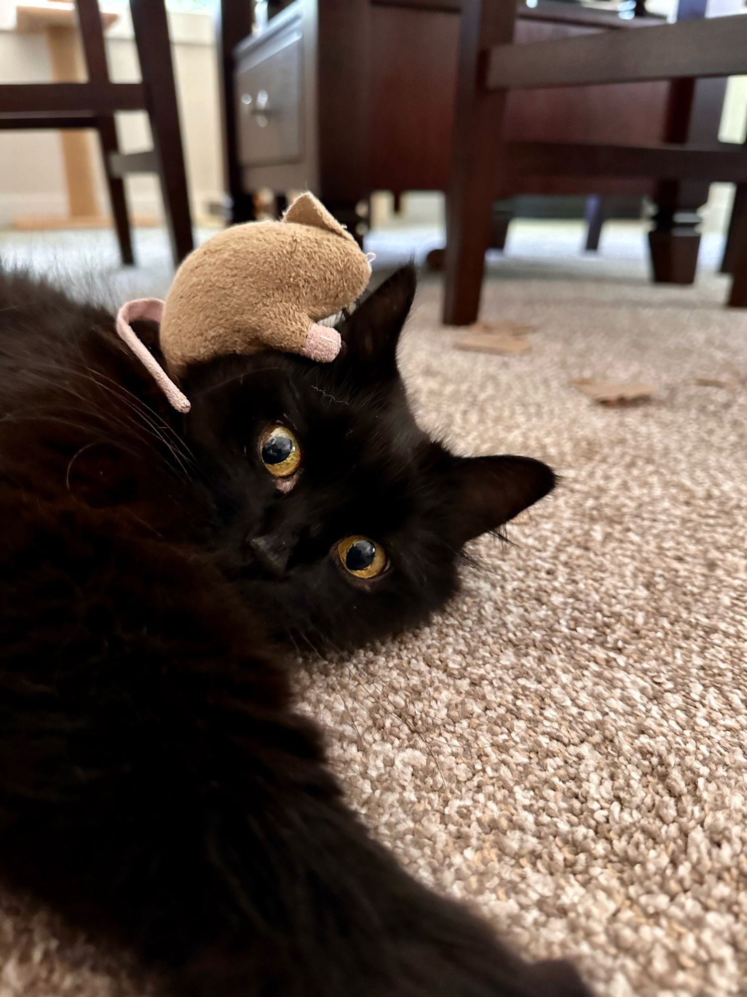 Black cat lying on the floor with a wide-eyed expression and a toy mouse seemingly talking into its ear