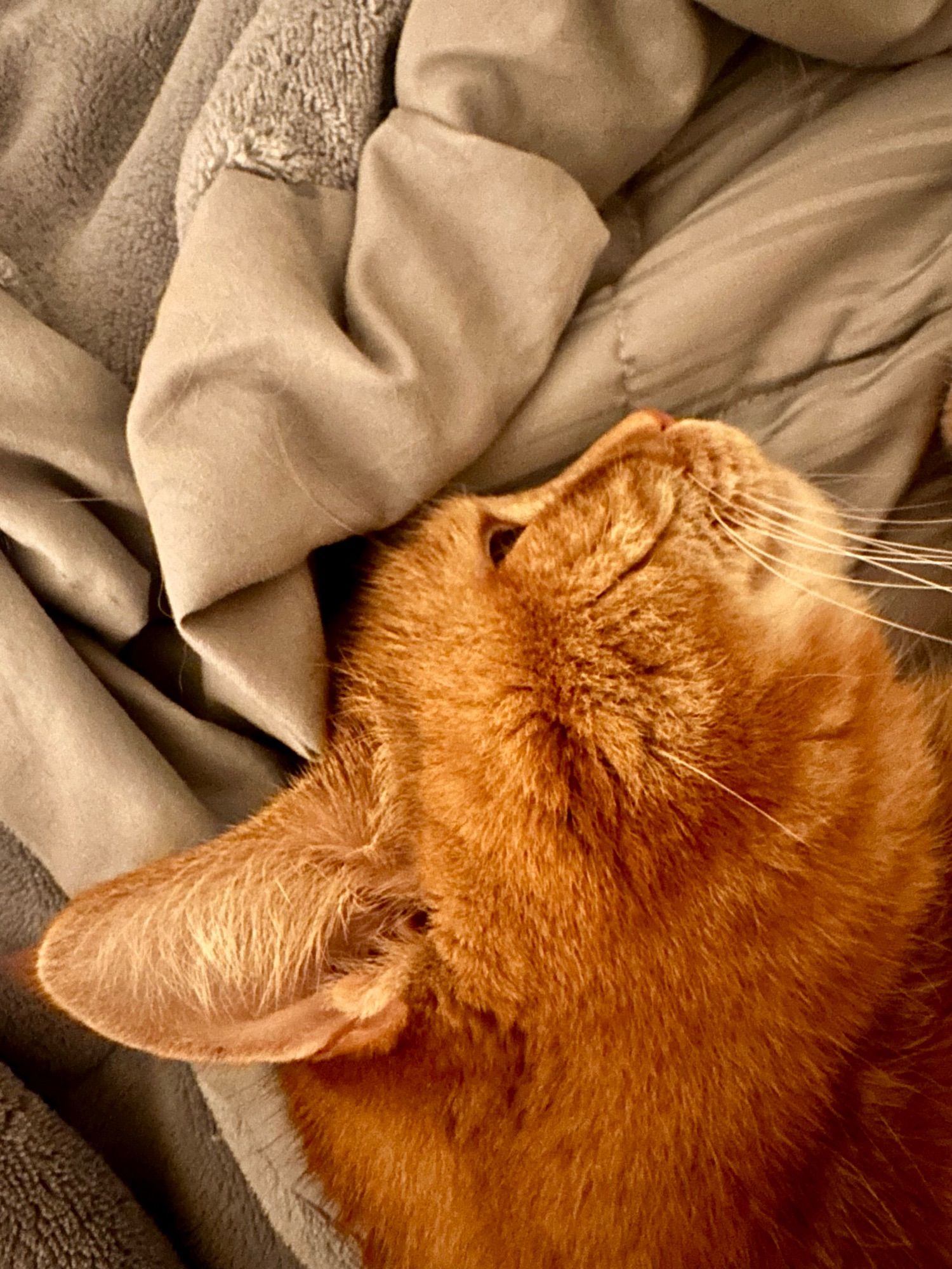 Orange cat’s head showing short hair inside his right ear