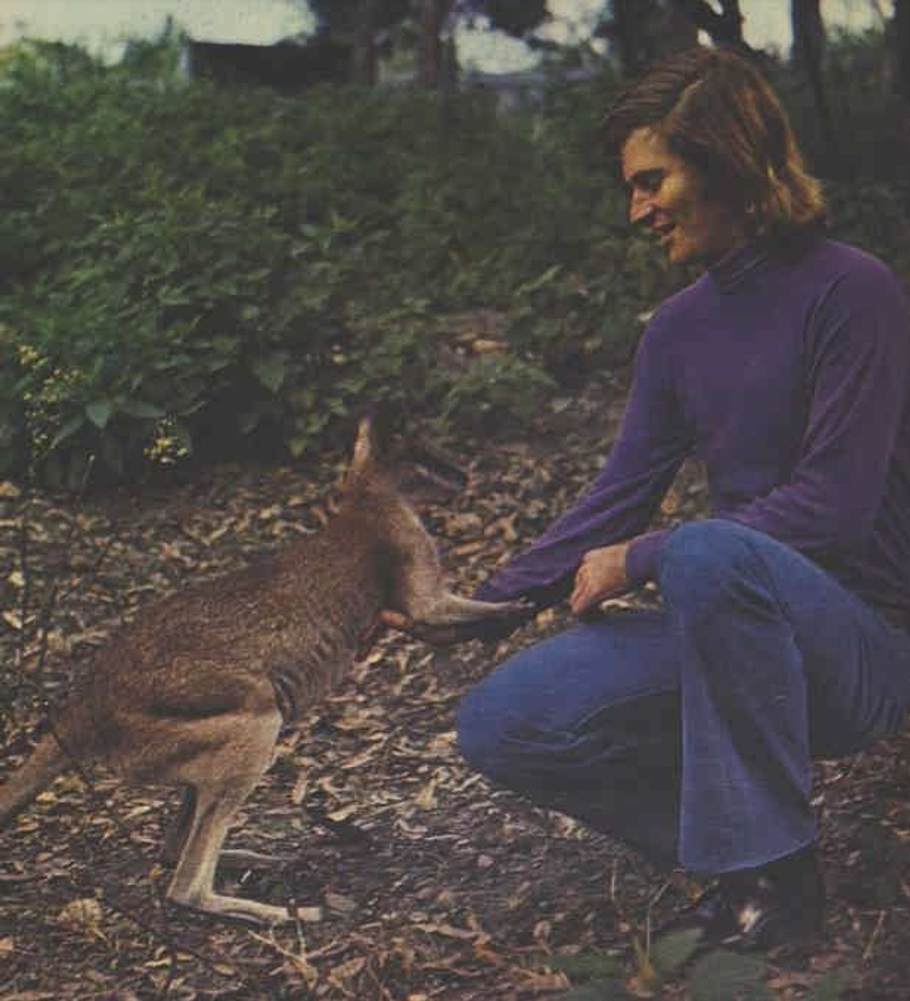 Photo of a man with shoulder length hair in a long sleeved purple shirt, flared jeans. He is pictured with a wallaby.