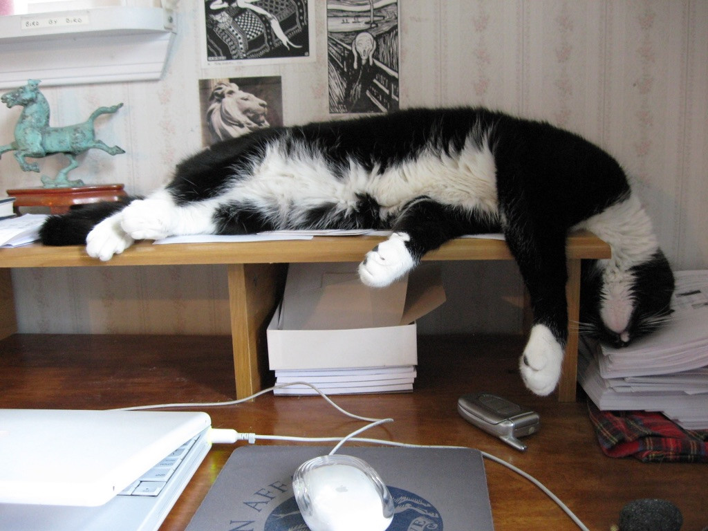 A photo of a black-and-white tuxedo cat lying on his side on a small shelf on a desk, but his head is hanging off the edge of the shelf in a dramatic way—it looks like his neck is broken. He was fine—just sound asleep. 