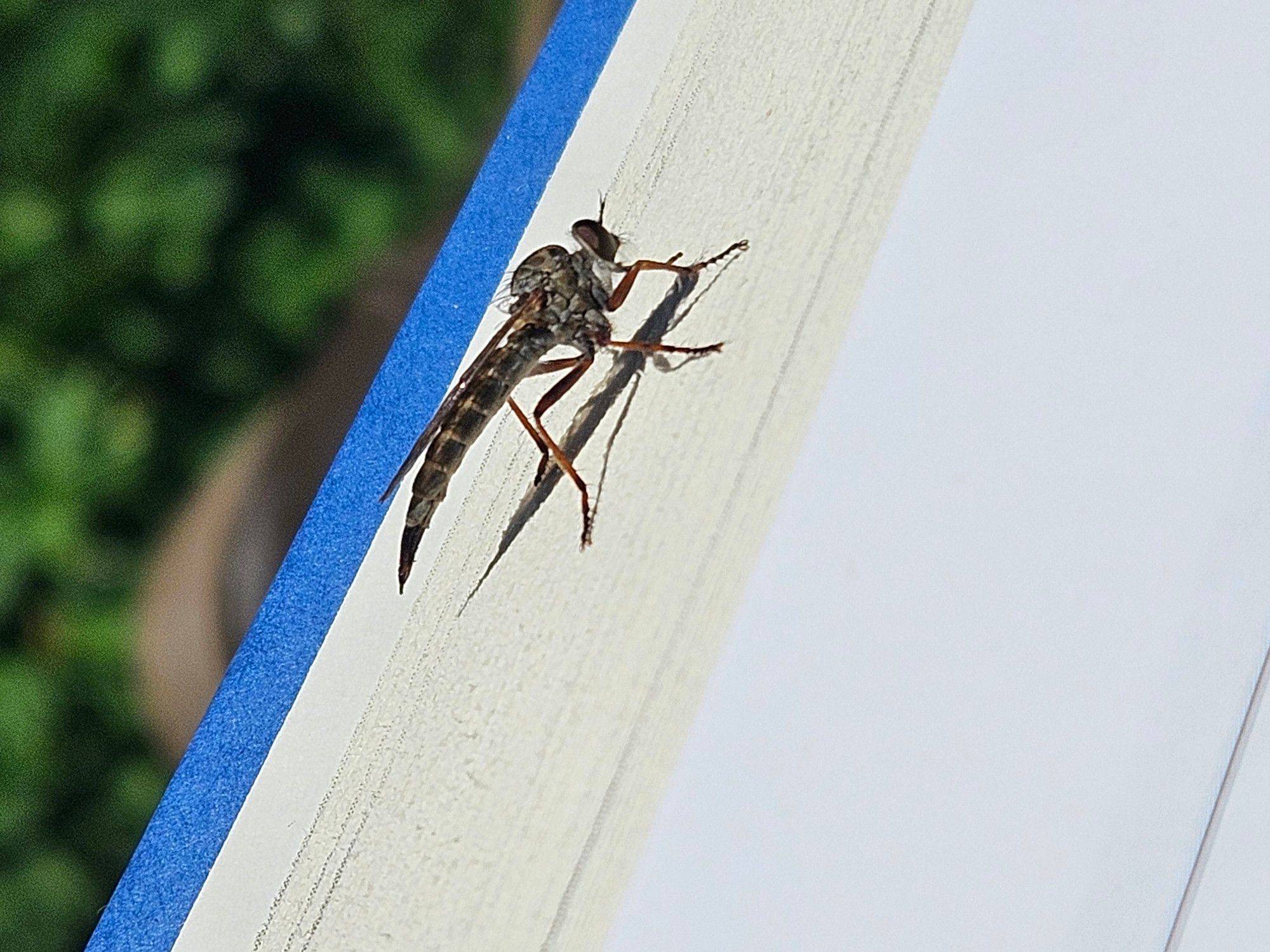 An insect with a long, narrow abdomen and a thorax that looks like they're wearing a fur shrug sits atop the pages of a hardcover book. Clover is blurry in the background.