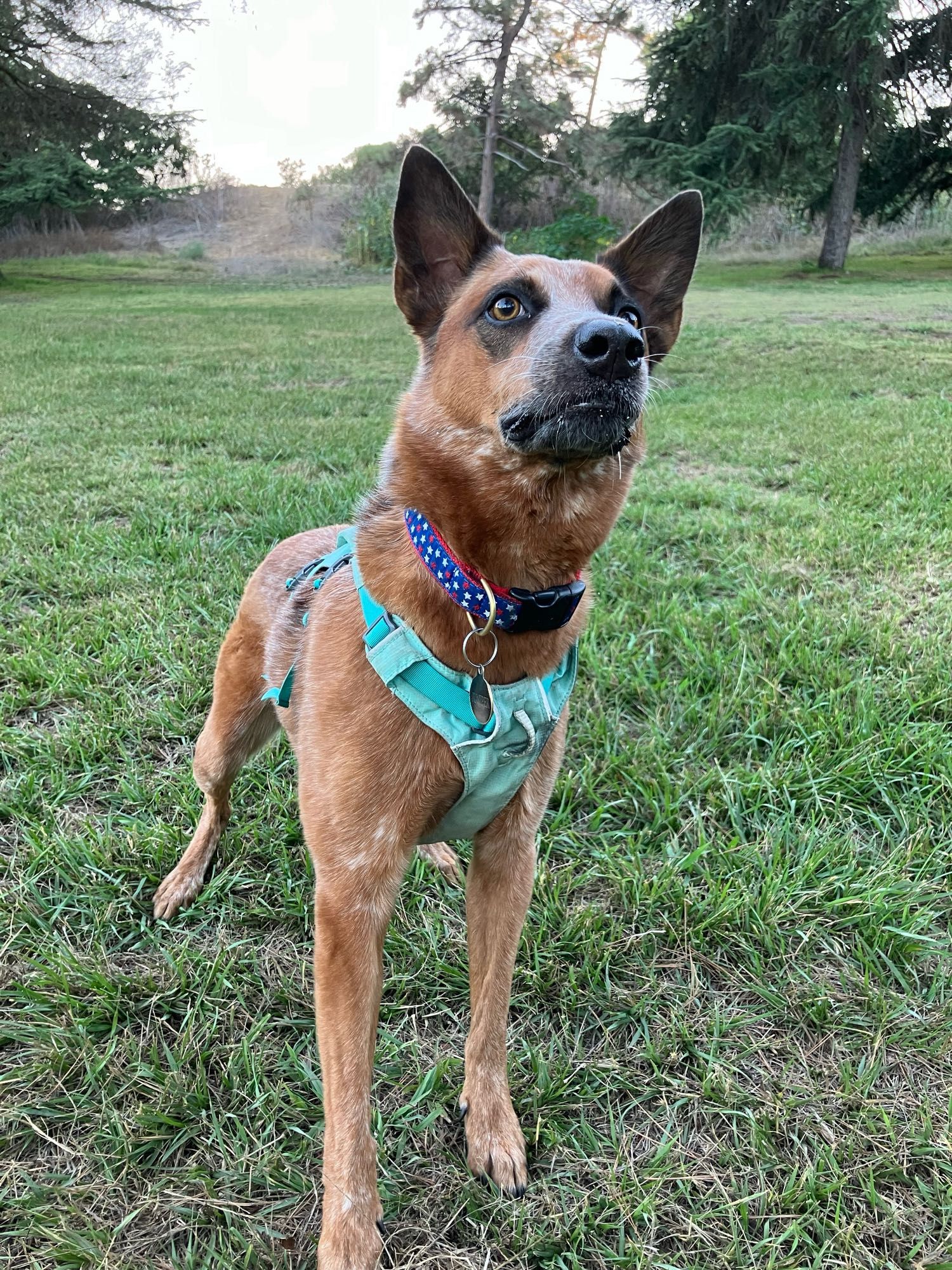 Red heeler looking veeeery expectantly