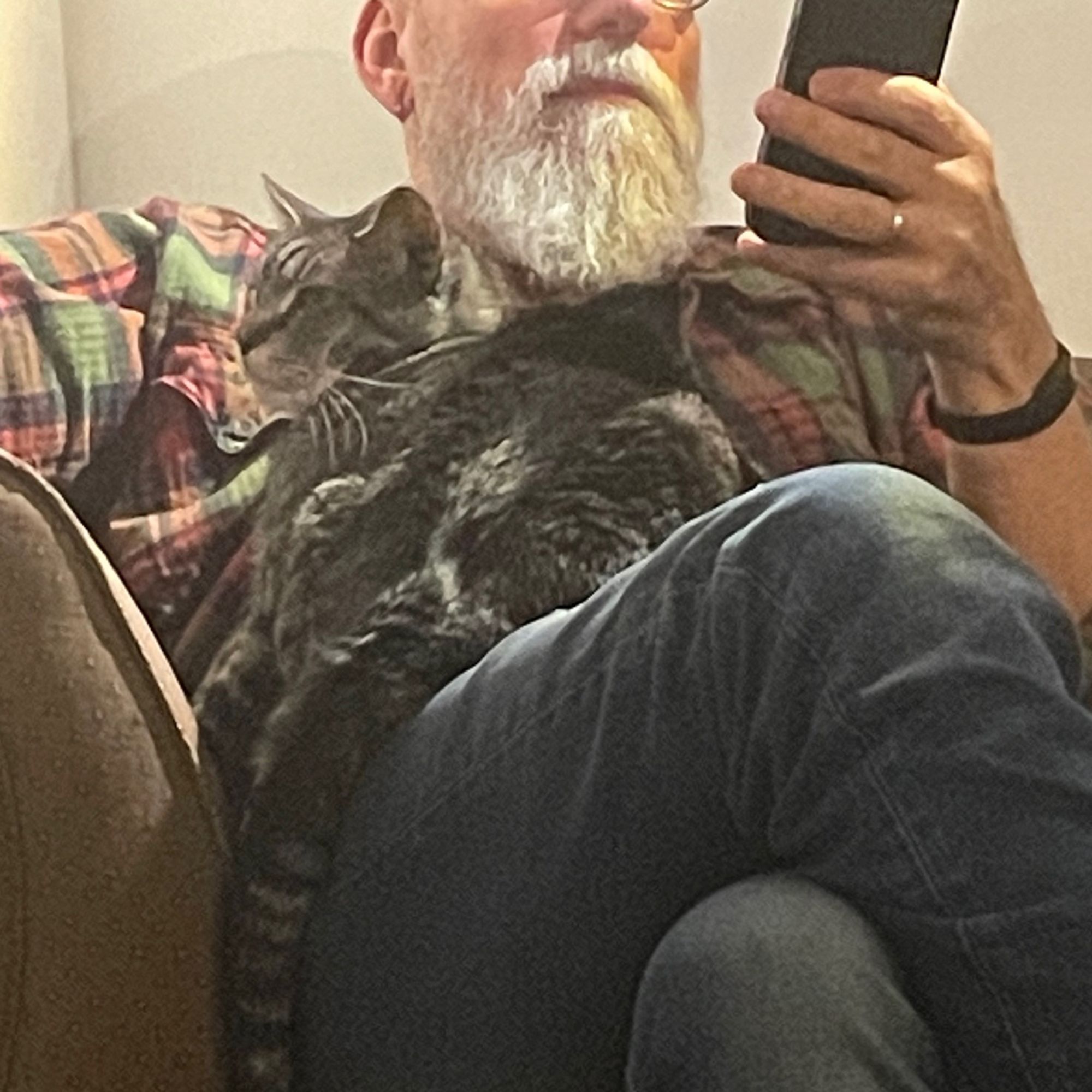 Gray tabbie on lap of bearded man