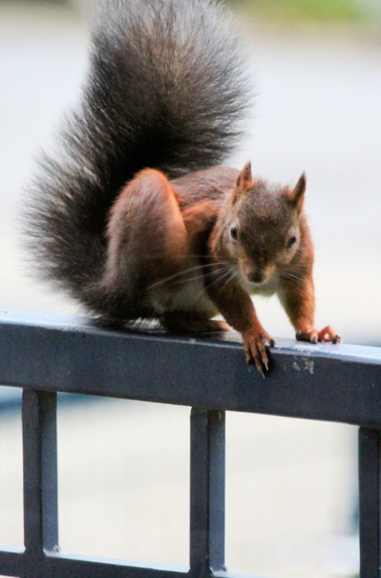 Braunes Eichhörnchen auf dem Balkongeländer