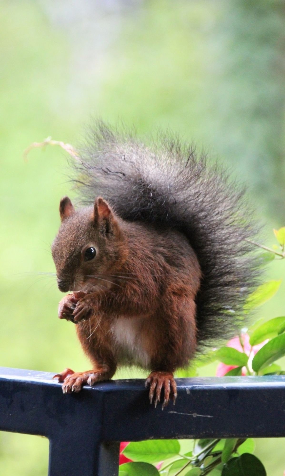 Braunes Eichhörnchen sitzt auf dem Balkongeländer und frisst eine Nuss