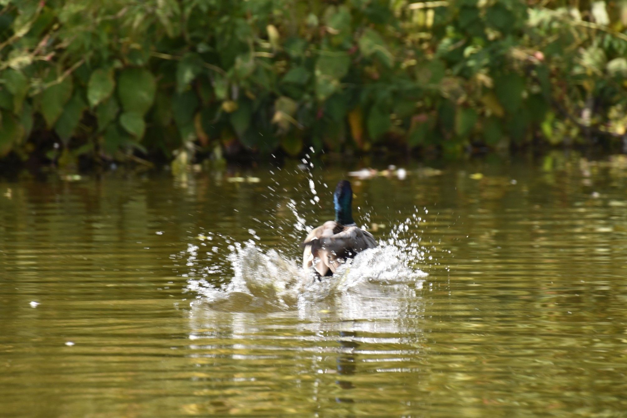 A mallard splashing around a greenish-looking ponds with green plants in the background. Sadly, he's out of focus, but it looks bit little a speed boat taking off.