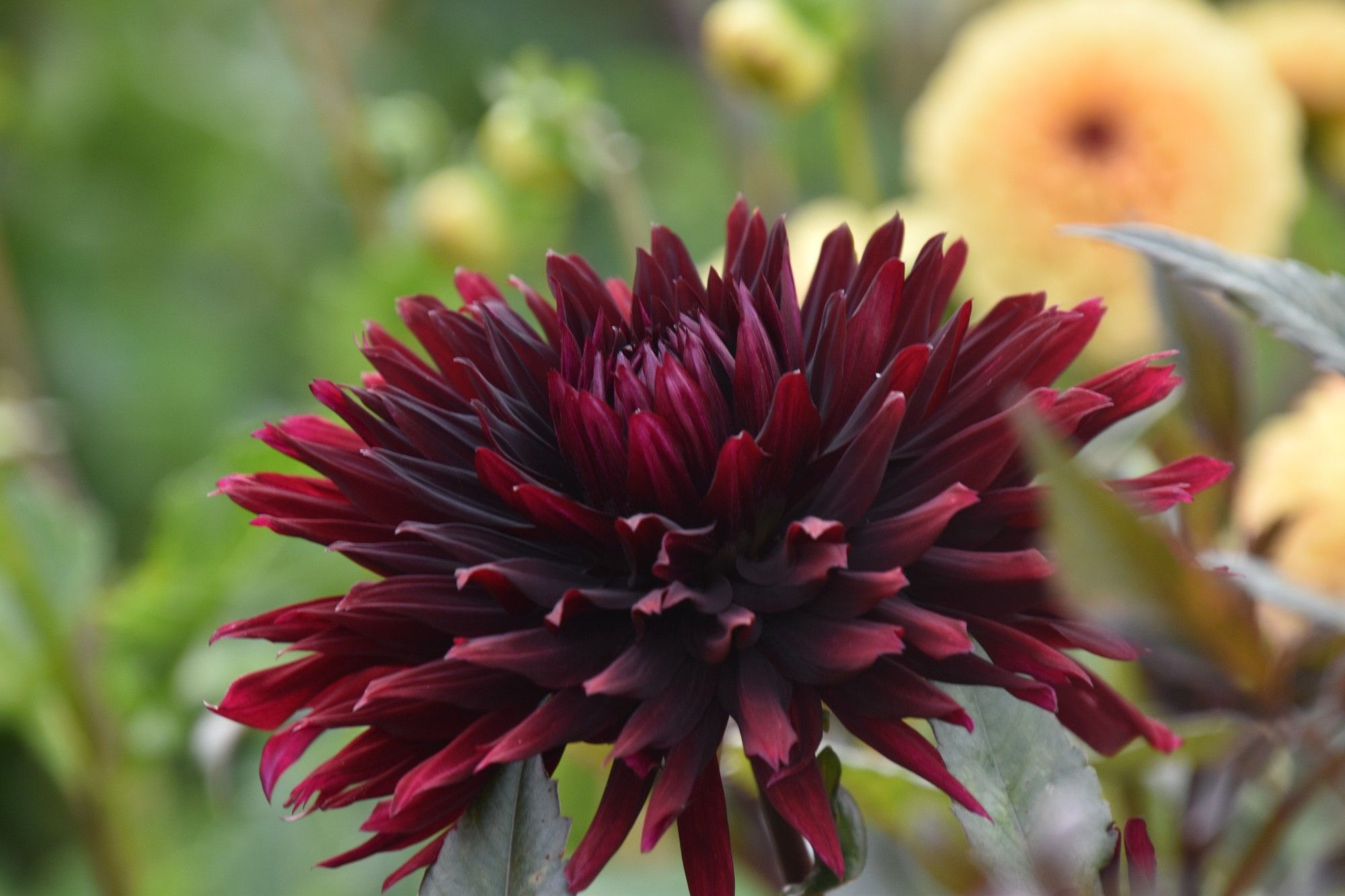 a very dark red fluffy dahlia