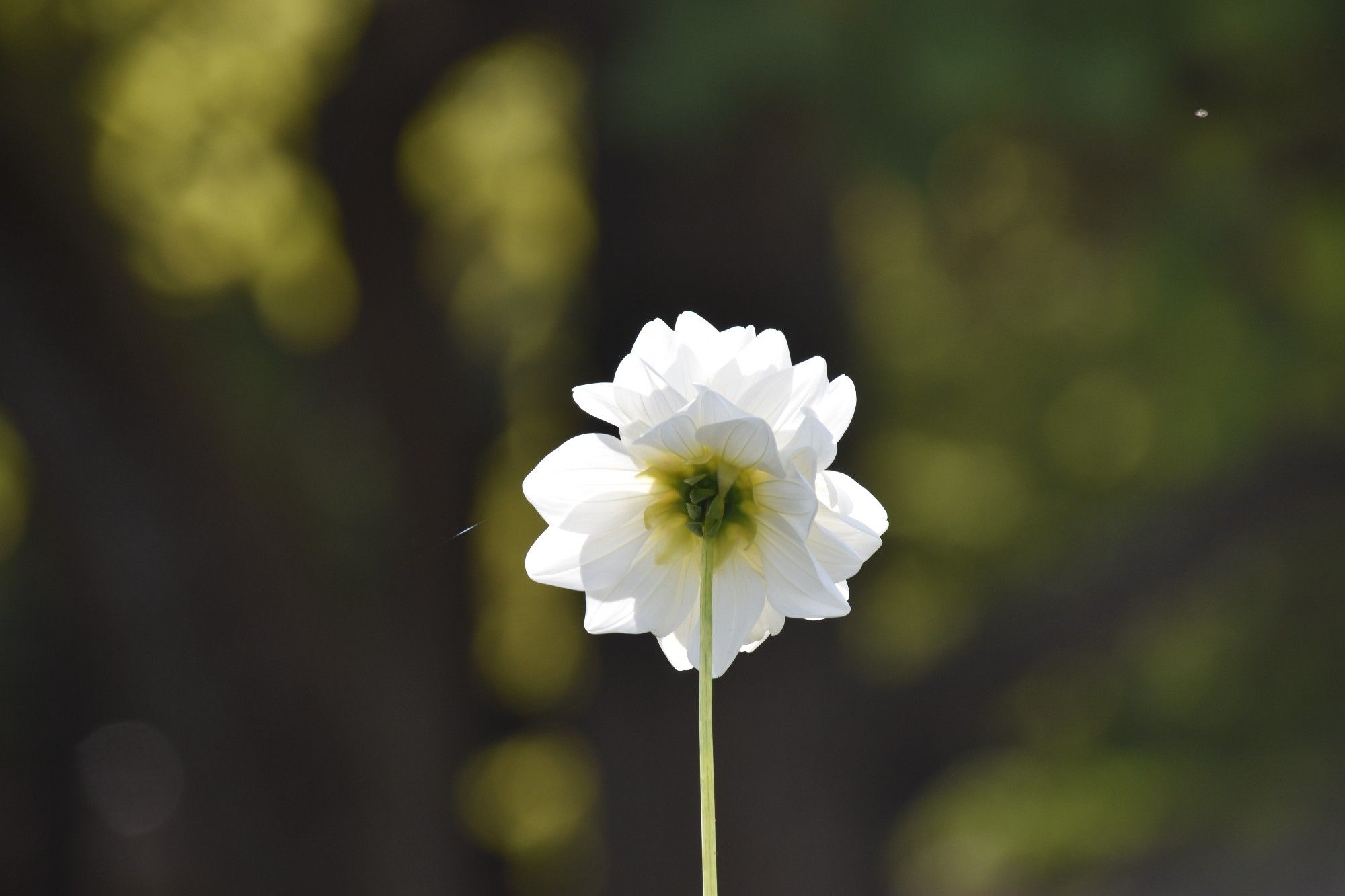 A while dahlia staring at the sun, from behind