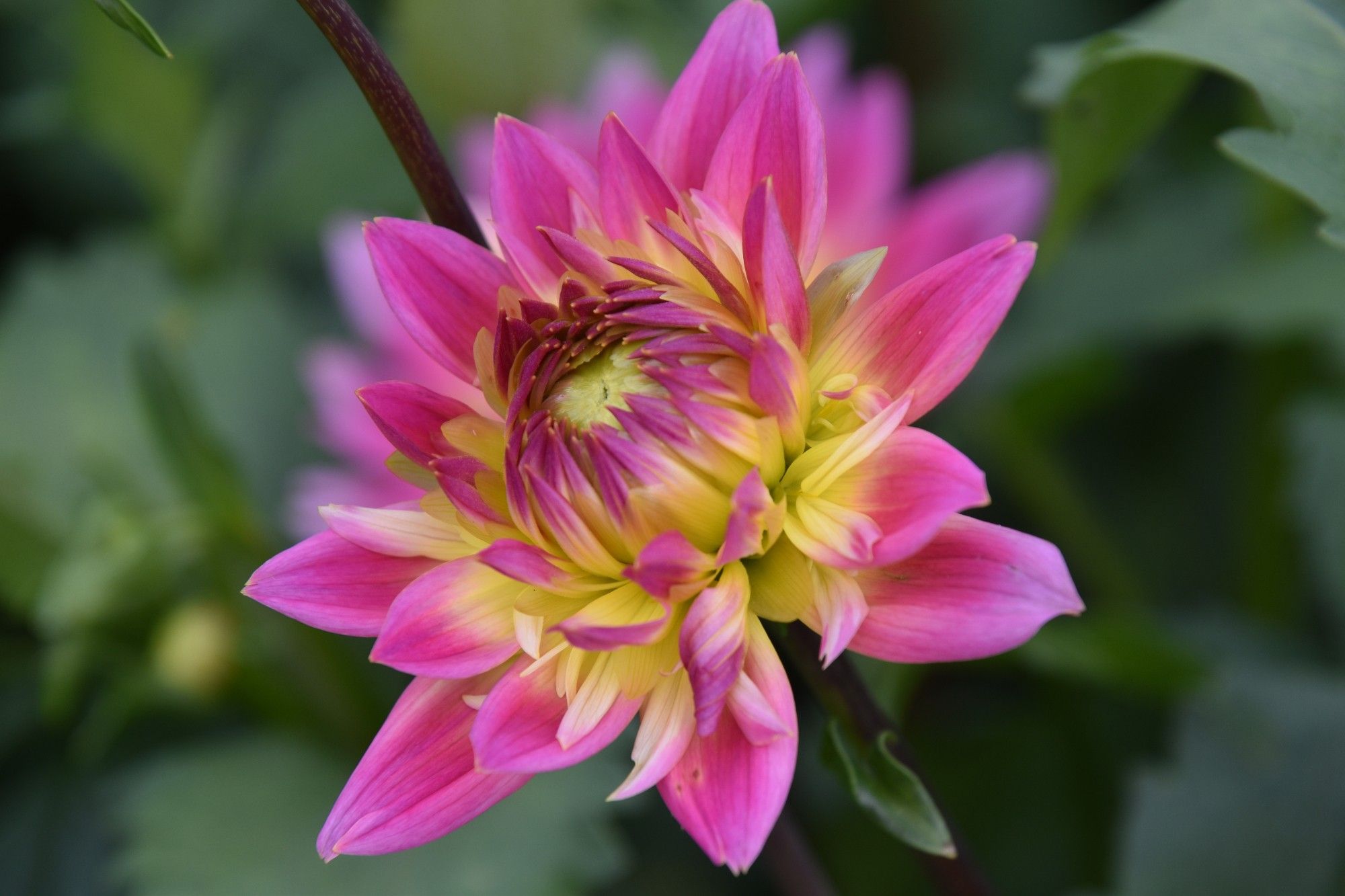 A fluffy pink and yellow dahlia, still opening up a little