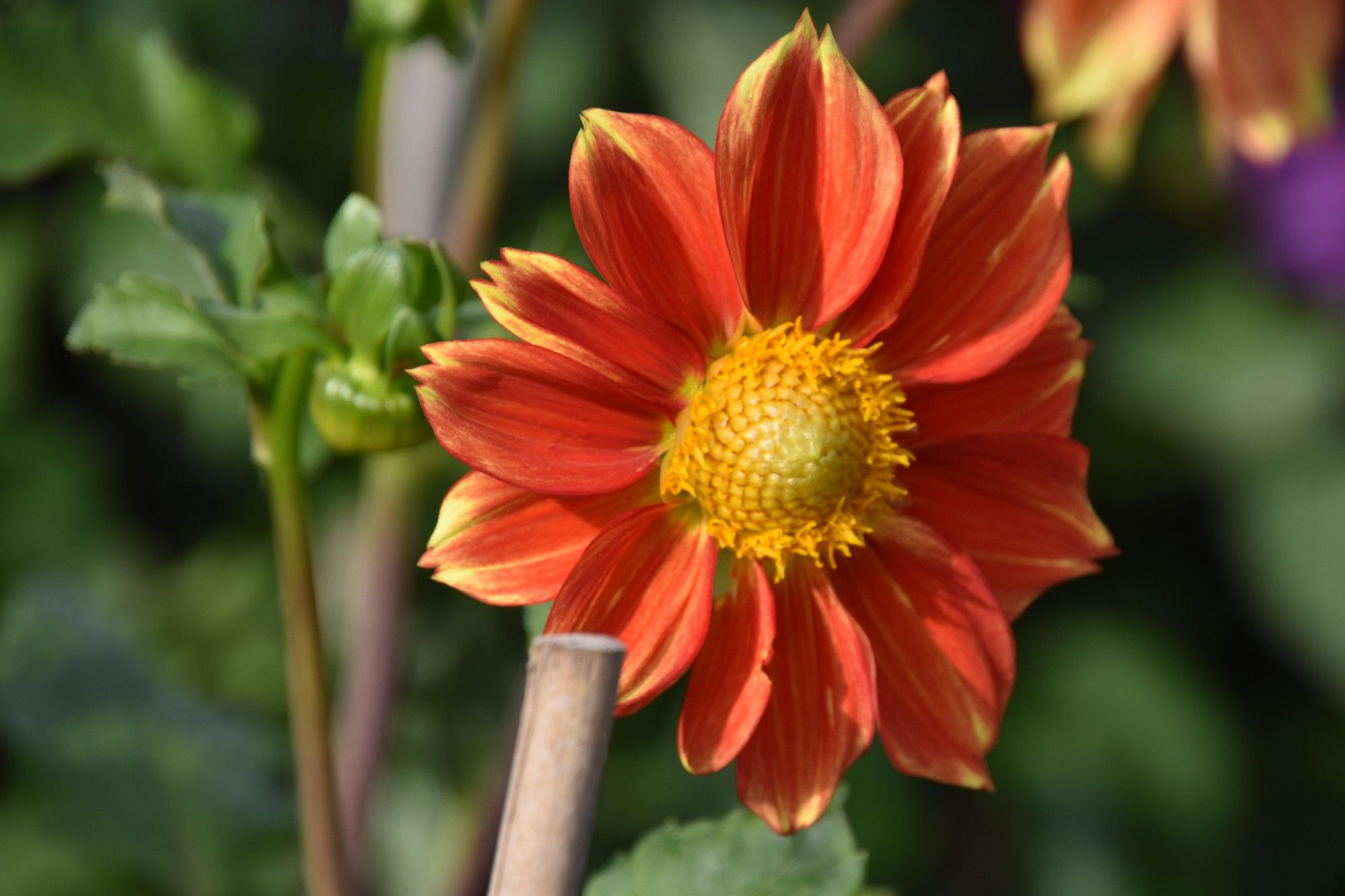 A simple red dahlia with a yellow center and yellow tips