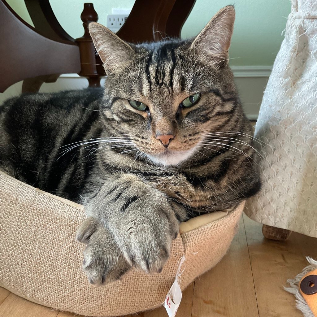Beautiful tabby with paws crossed 