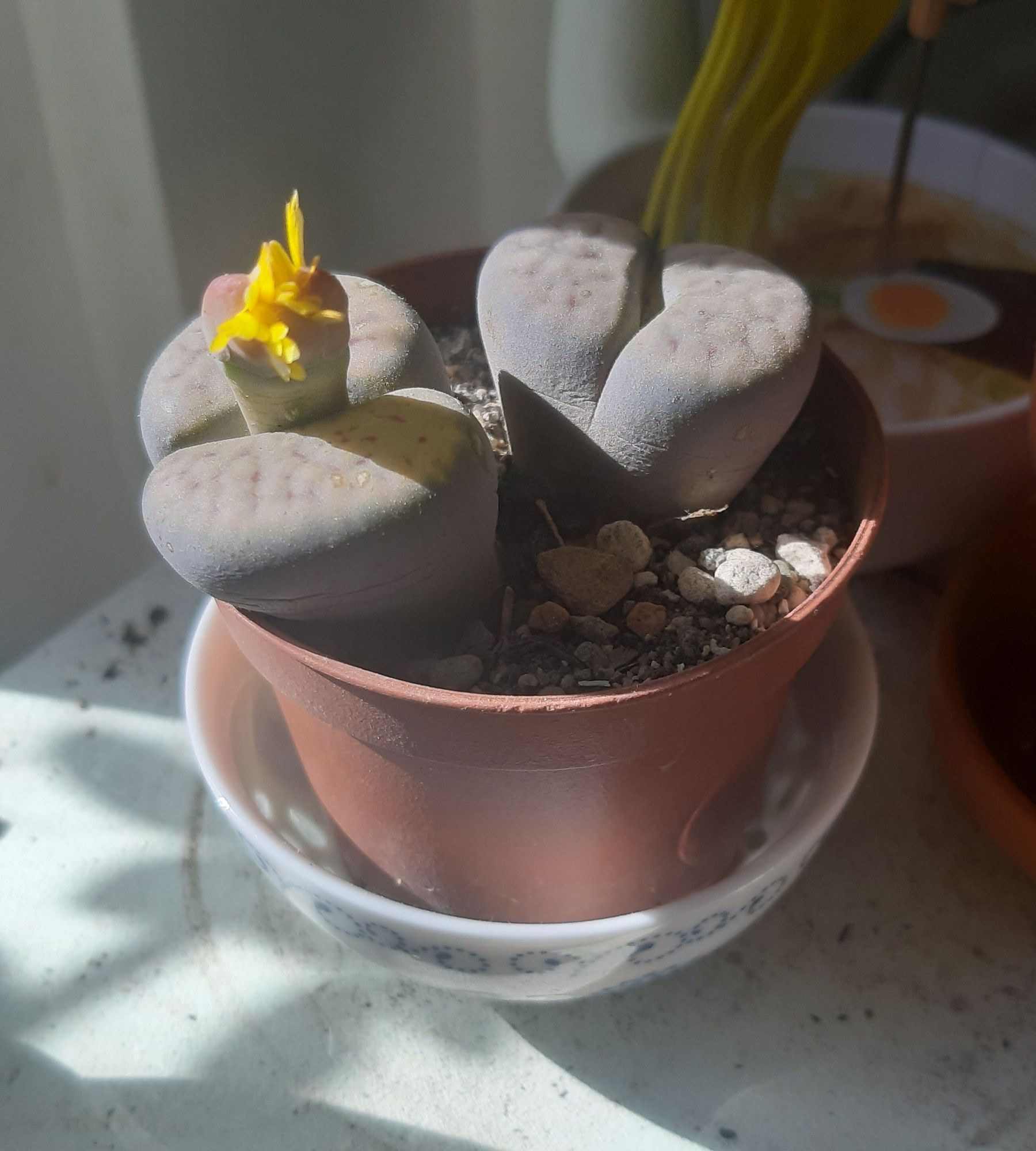 Two lithops growing in a plastic pot. One has a yellow flower bud.