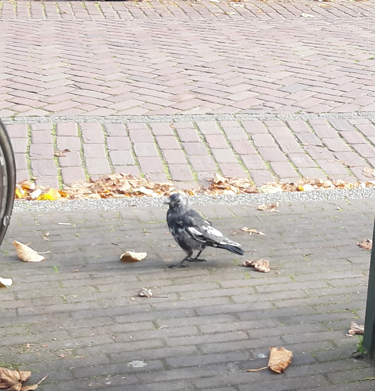 A jackdaw with many white feathers