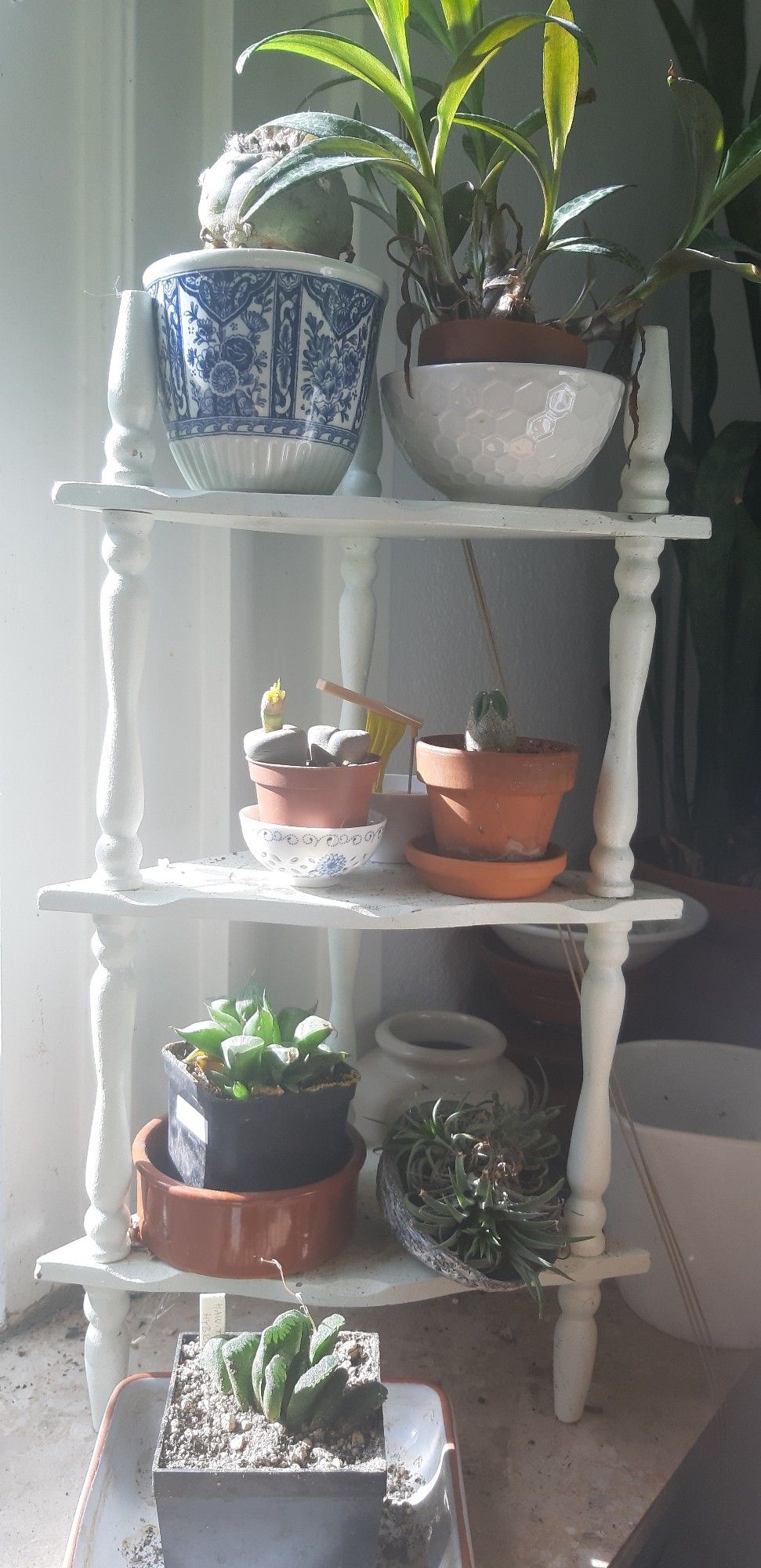 A little collection of plants on a 3-tiered wooden stand. There are two peyote cacti, one large and one tiny, a Ledebouria that's outgrown its pot, a couple of Haworthias with windowed leaves, and an air plant sitting in a pāua shell.