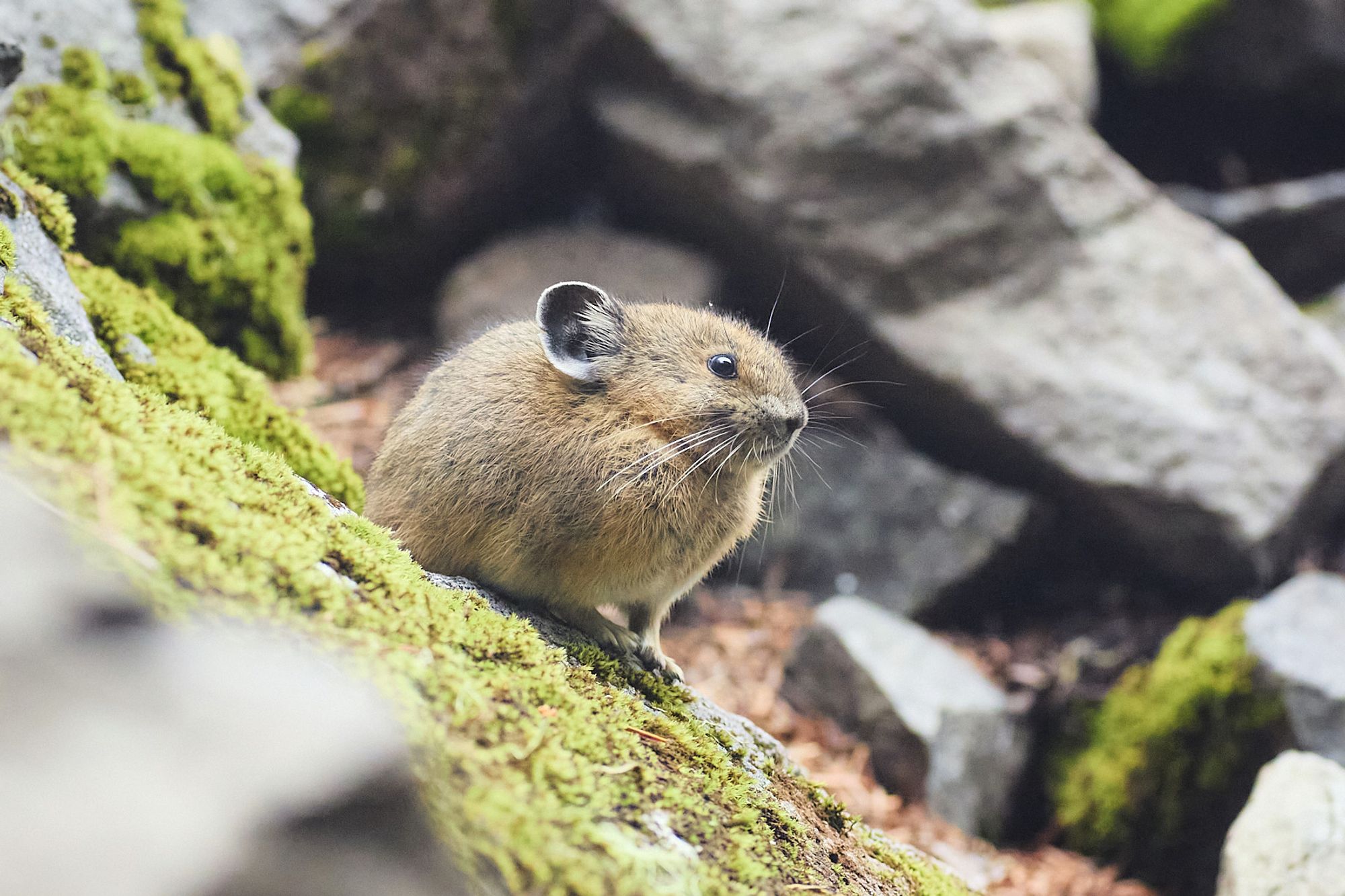 A small, round pika perched on a mossy rock