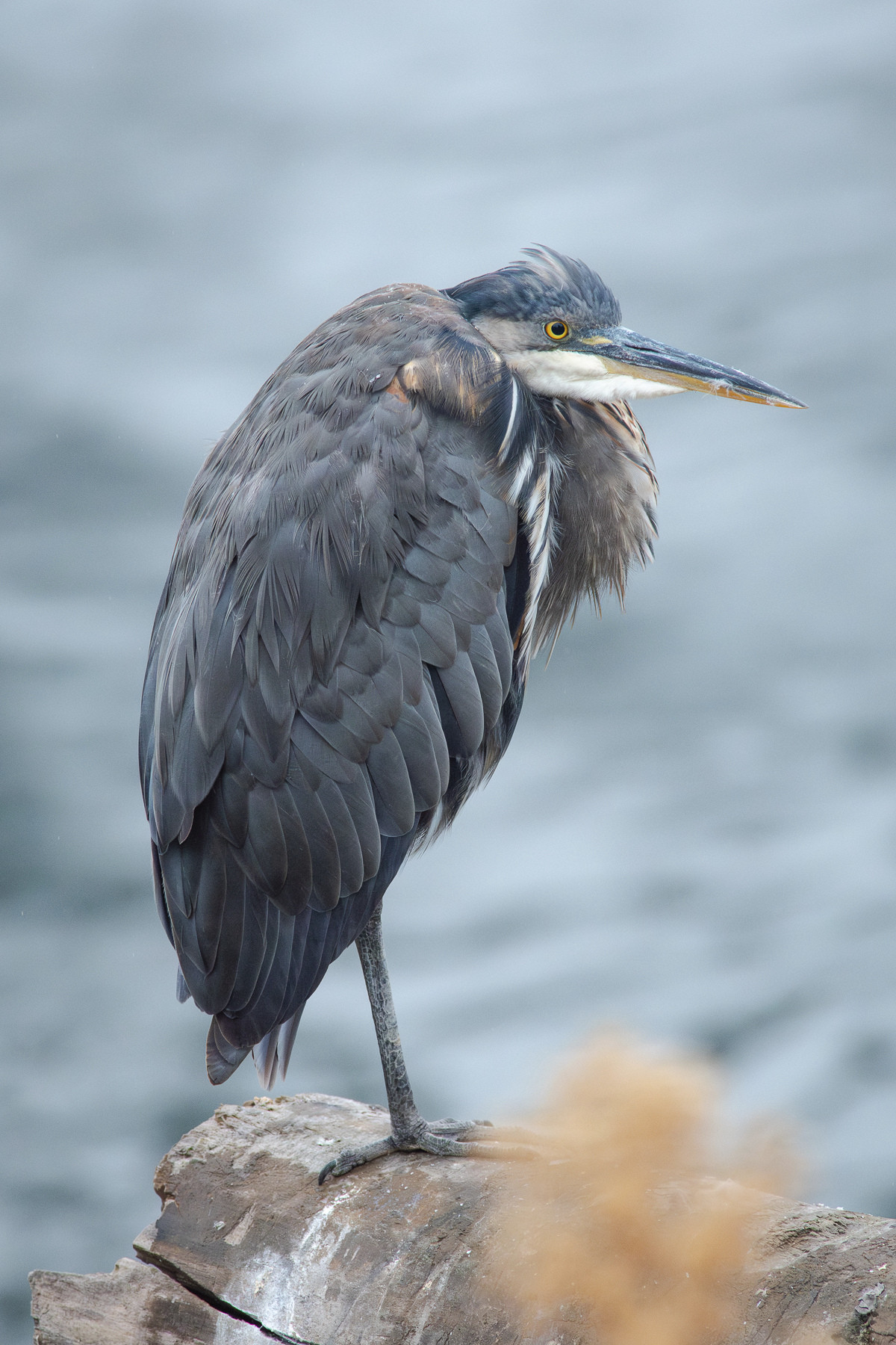 A Great Blue Heron standing on a long with its neck tucked into its body and its feathers fluffed

This is a large blue-grey wading bird with long legs. Its face is white with a blue cap. It has bright yellow eyes and a long, pointed yellow and black bill.