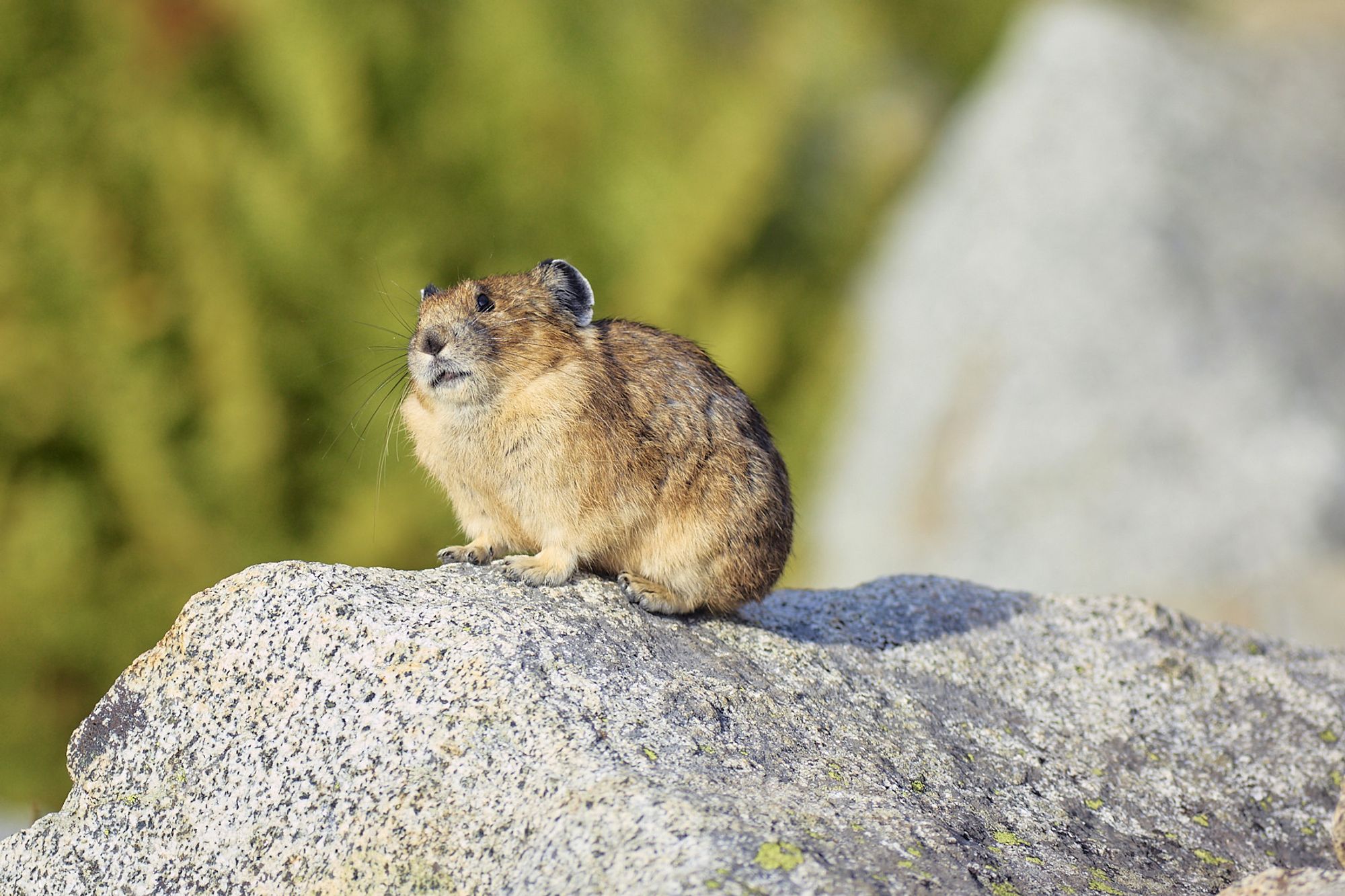 A pika perched on a rock, at a 3/4 orientation to the camera