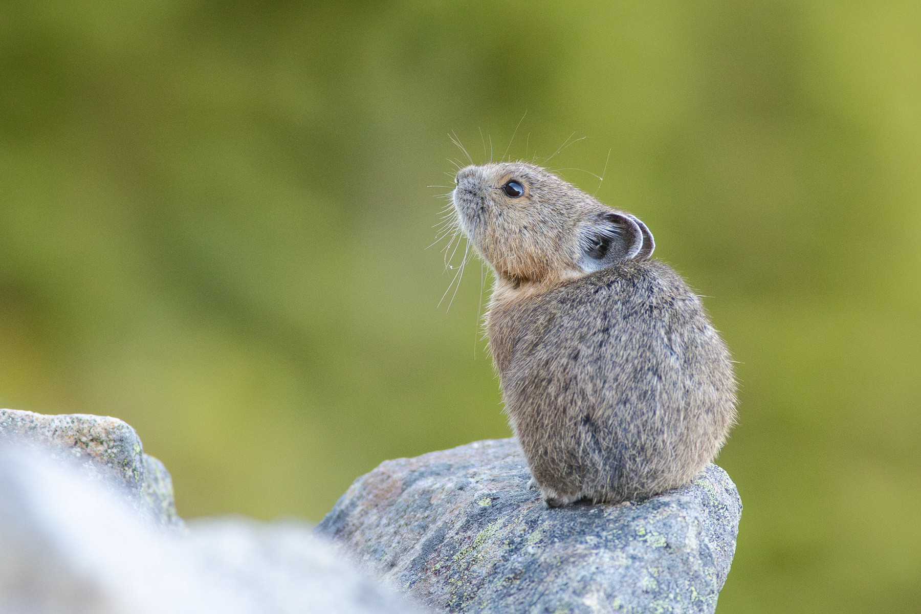 An American Pika sitting on a rock with its nose in the air.

This is a small brown mammal that looks like an extremely cute cross between a rabbit and a mouse. It has short, round ears, large dark eyes and long whiskers.