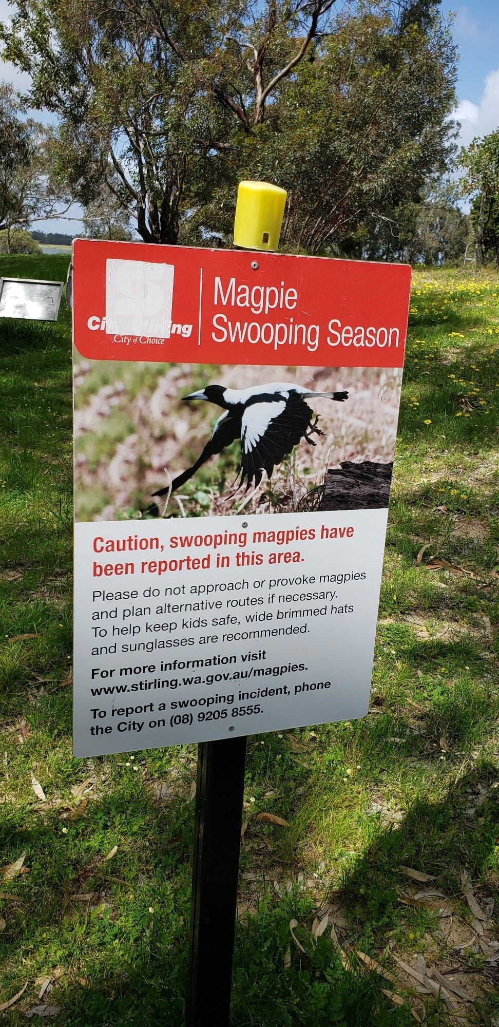 A sign warning about swooping Australian magpies