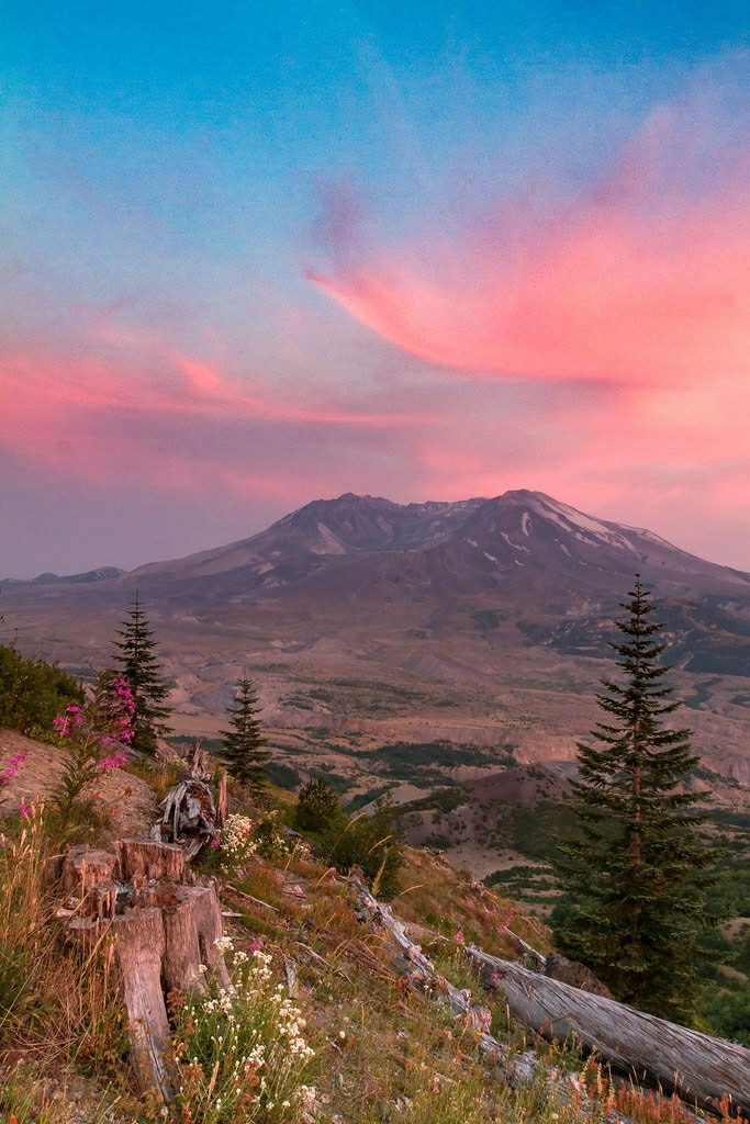 Mount Saint Helens and blast-killed trees in a cloudy pink sunset