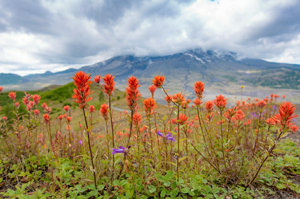 Wild paintbrush flowers blooming in front of Mount Saint Helens, the crater partially obscured by clouds