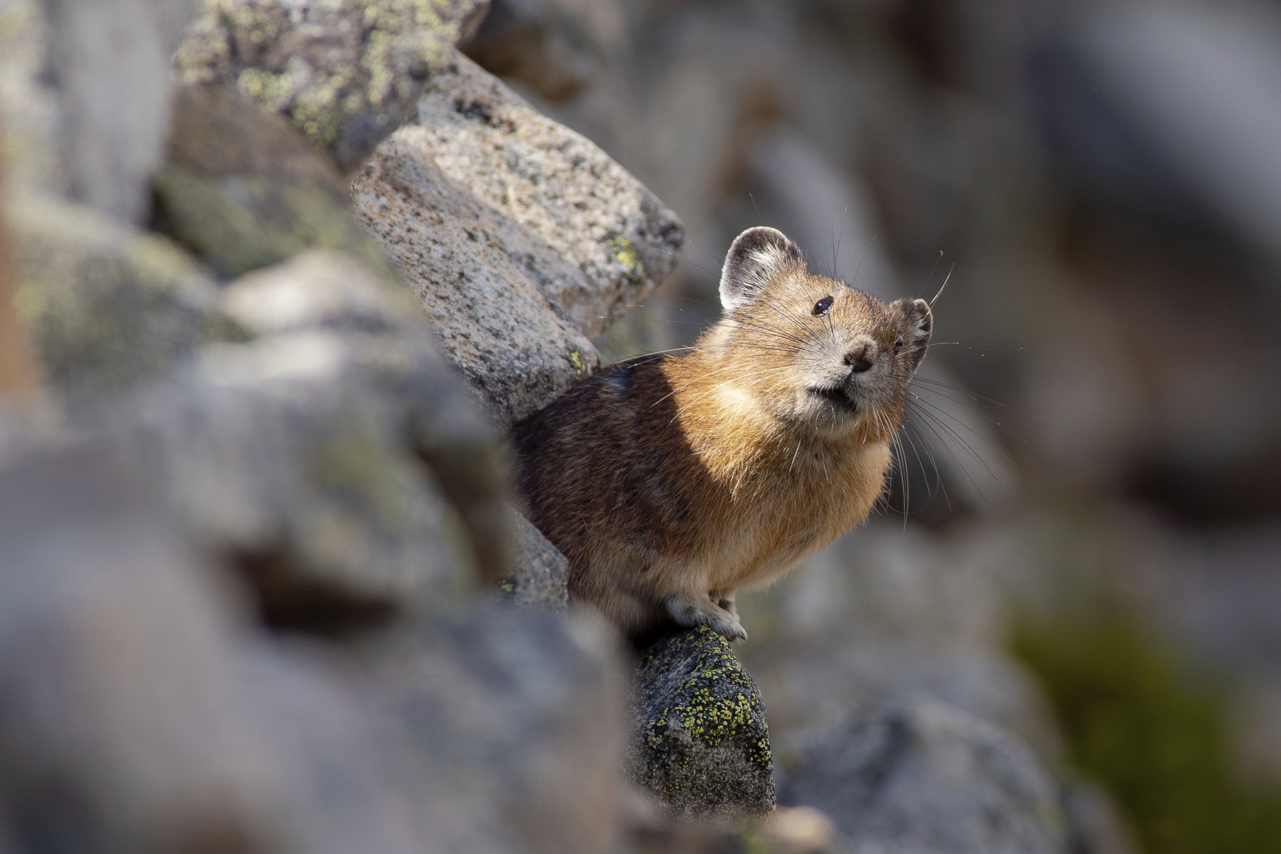 An American Pika peeking out from lichen-covered rocks.

This is a small brown mammal that looks like an extremely cute cross between a rabbit and a mouse. It has short, round ears, large dark eyes and long whiskers.
