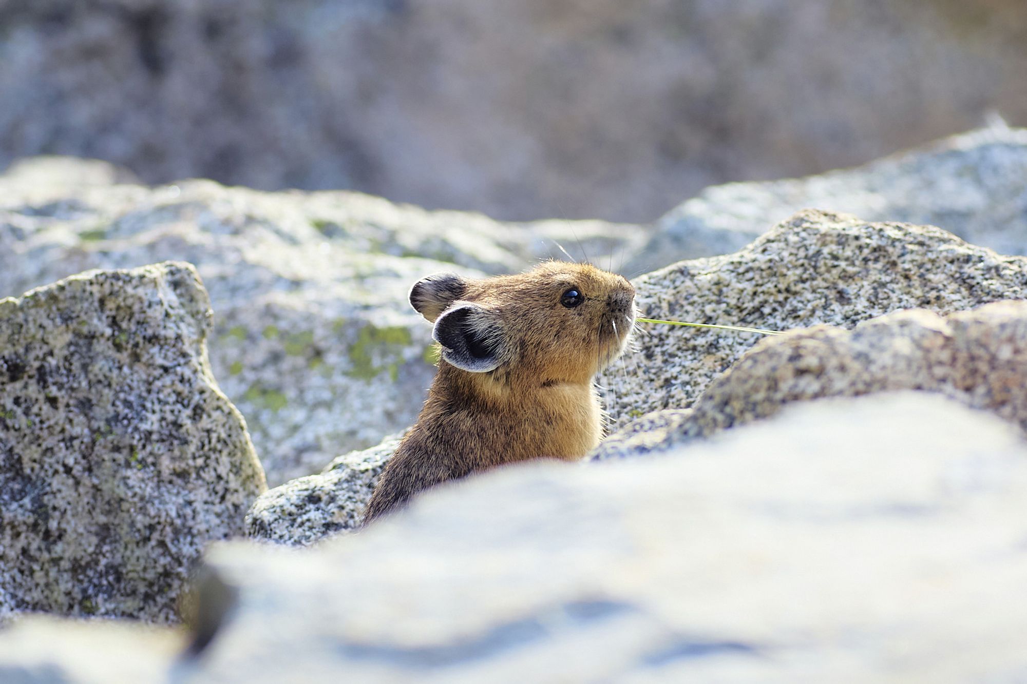 Profile of a pika tucked in between rocks, nibbling on grass