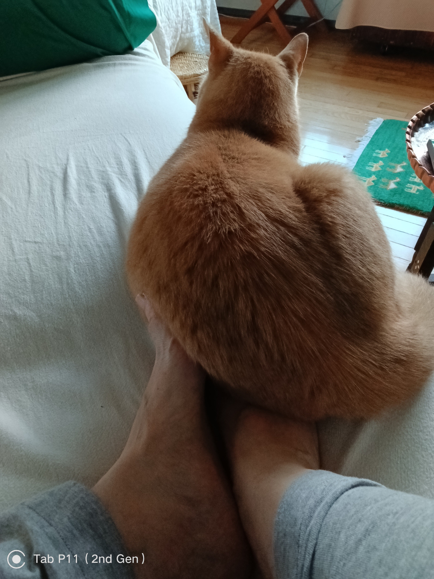 Orange cat sitting on a human's toes up against other foot's toes even though there is lots of other free space on sofa to flop! Cat's ears in listening mode.