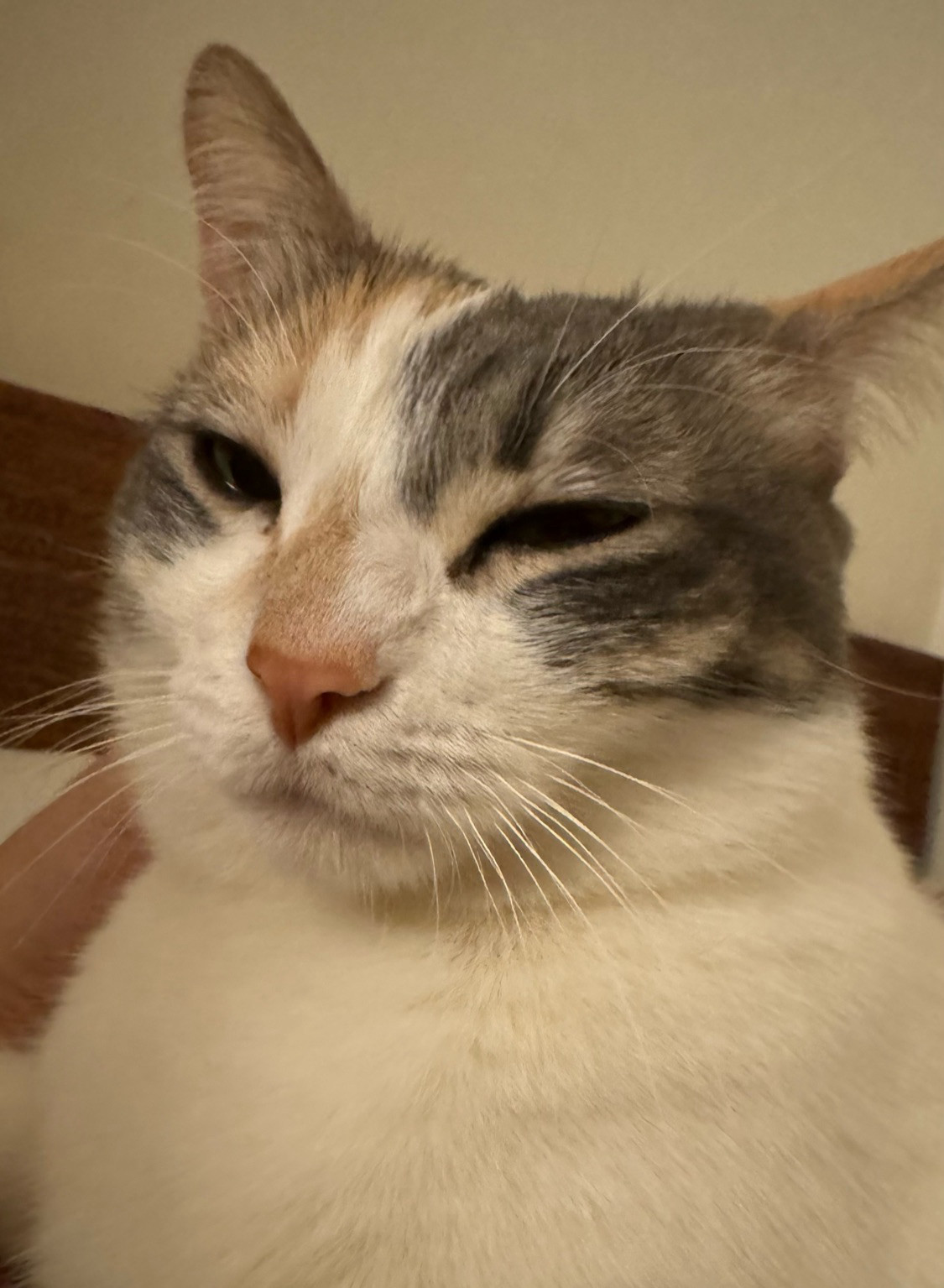 a closeup shot of a diluted calico named Phoebe, giving a judgmental look to the camera 