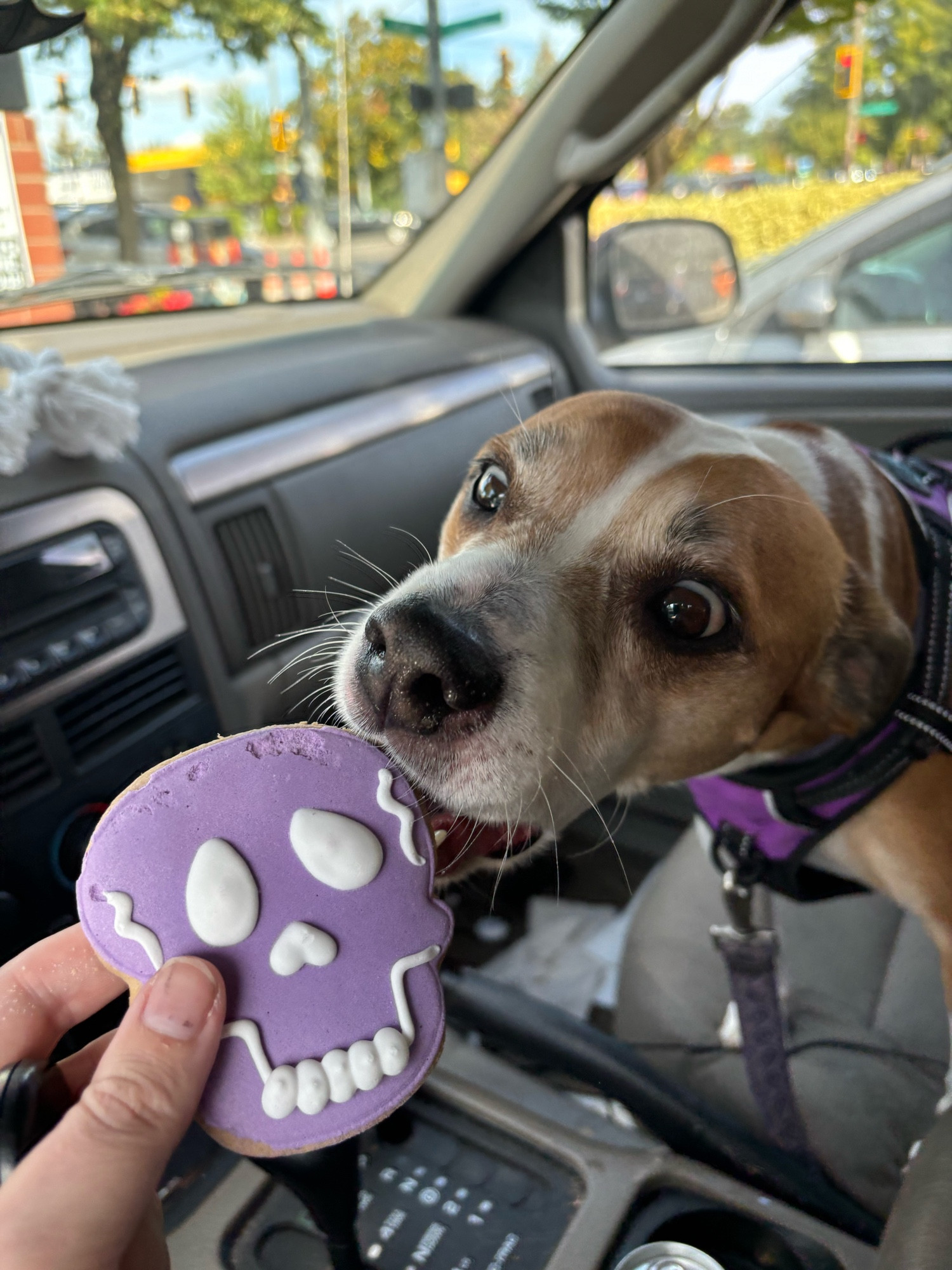 An orange dog eating a skull-shaped dog cookie. The dog might be a seal in disguise.