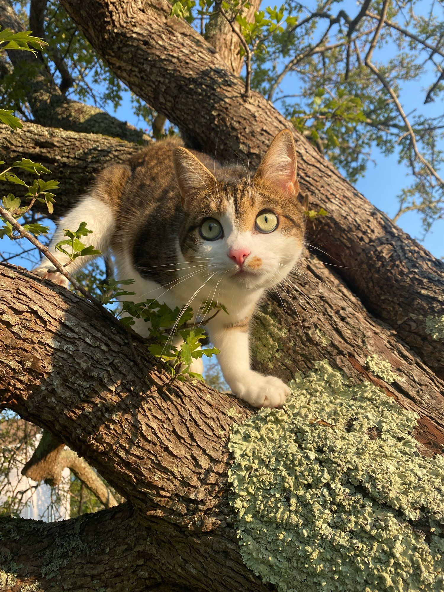 cat climbing tree