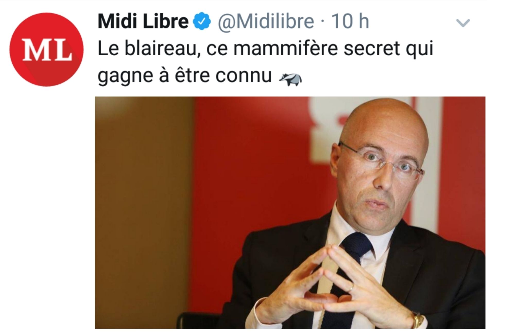 Article Midi Libre : Le blaireau, ce mammifère secret qui gagne à être connu. Illustration : Éric Ciotti